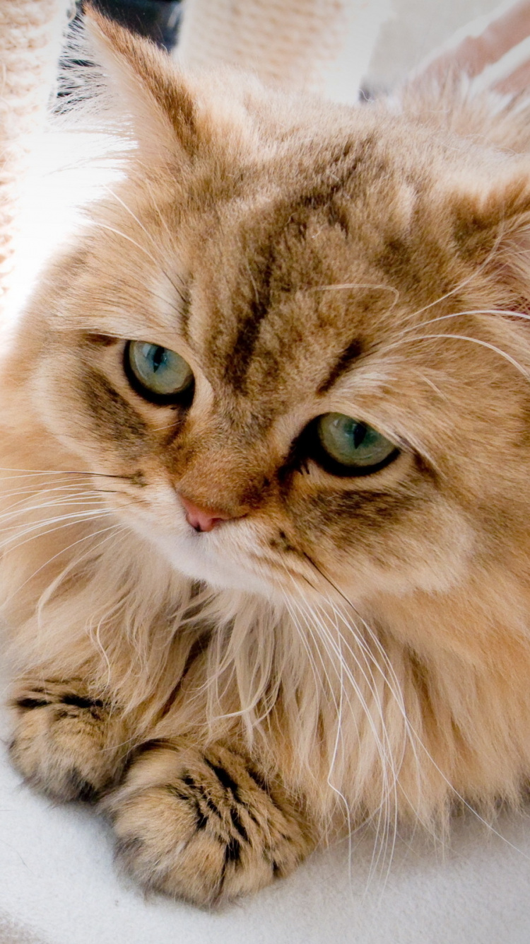 Обои пес, котенок, кот, бакенбарды, сибирячка в разрешении 750x1334