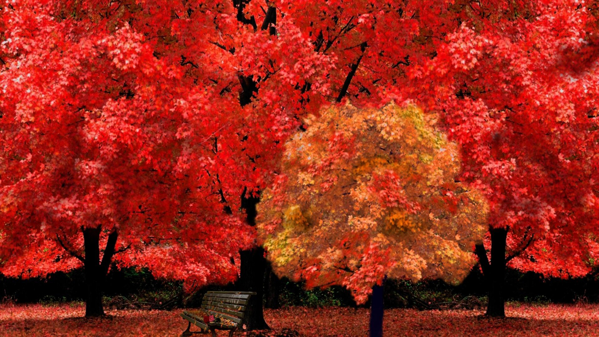 Обои осень, красный цвет, лист, дерево, природа в разрешении 1920x1080