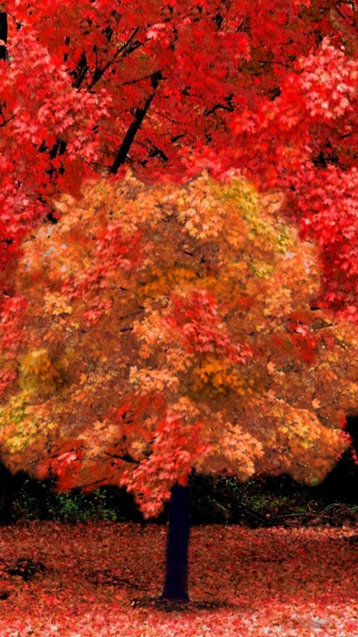 Обои осень, красный цвет, лист, дерево, природа в разрешении 720x1280