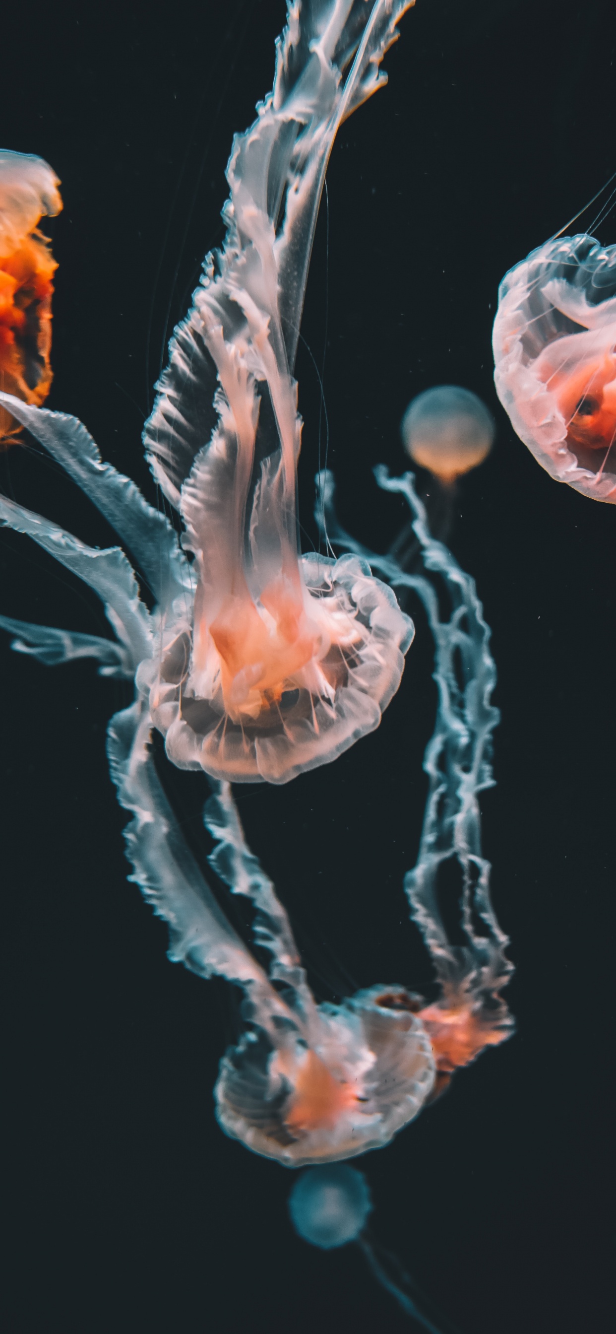 Обои морские беспозвоночные, цвет, беспозвоночных, Медуза, cnidaria в разрешении 1242x2688