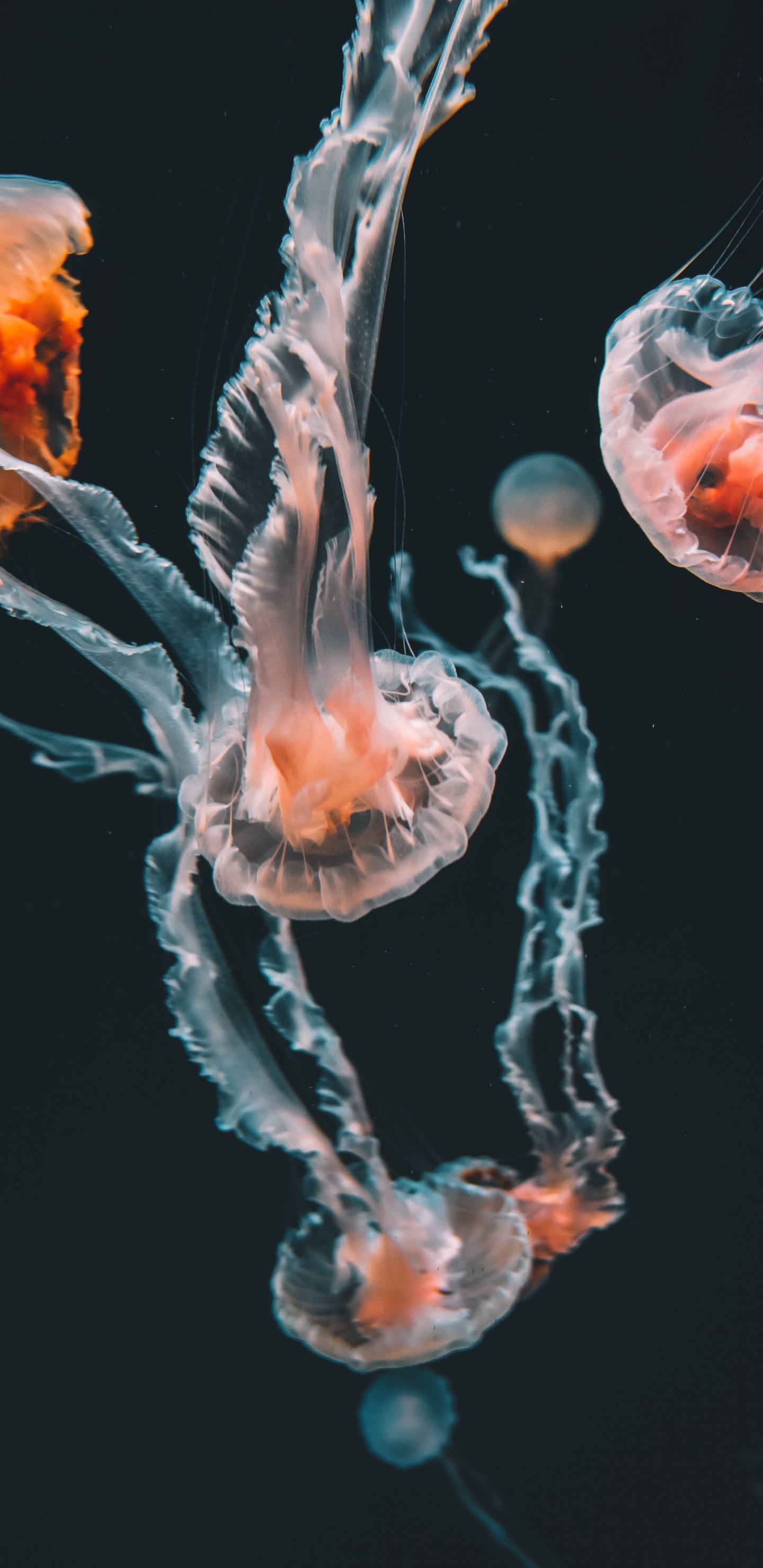 Обои морские беспозвоночные, цвет, беспозвоночных, Медуза, cnidaria в разрешении 1440x2960