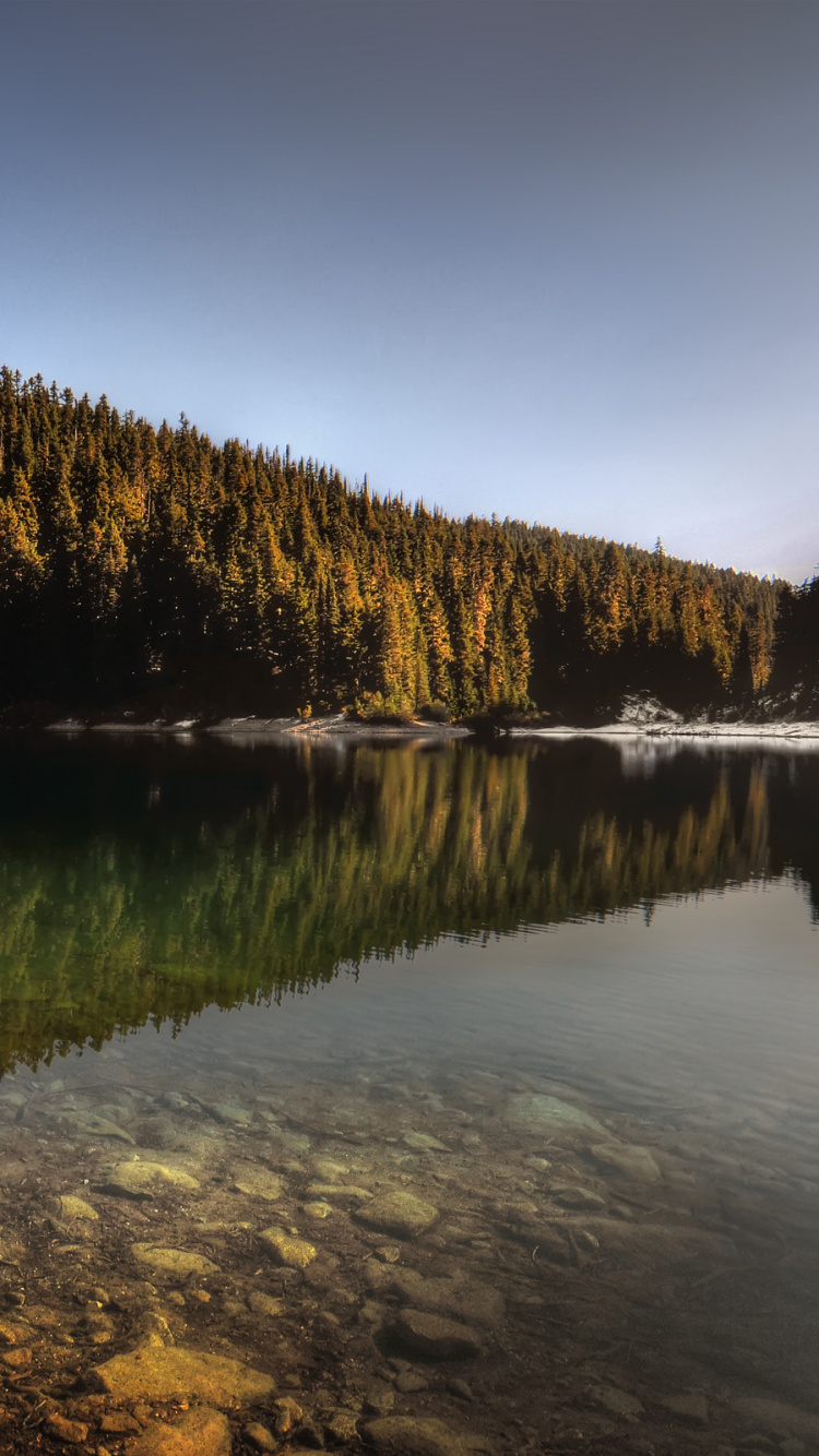 Обои озеро, отражение, дерево, природа, вода в разрешении 750x1334