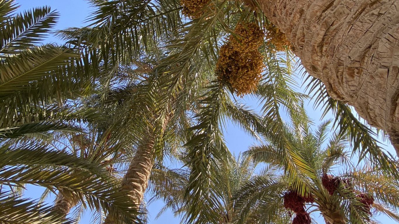 Обои финиковая пальма, рассада, Кокос, Бабассу, ветвь в разрешении 1366x768