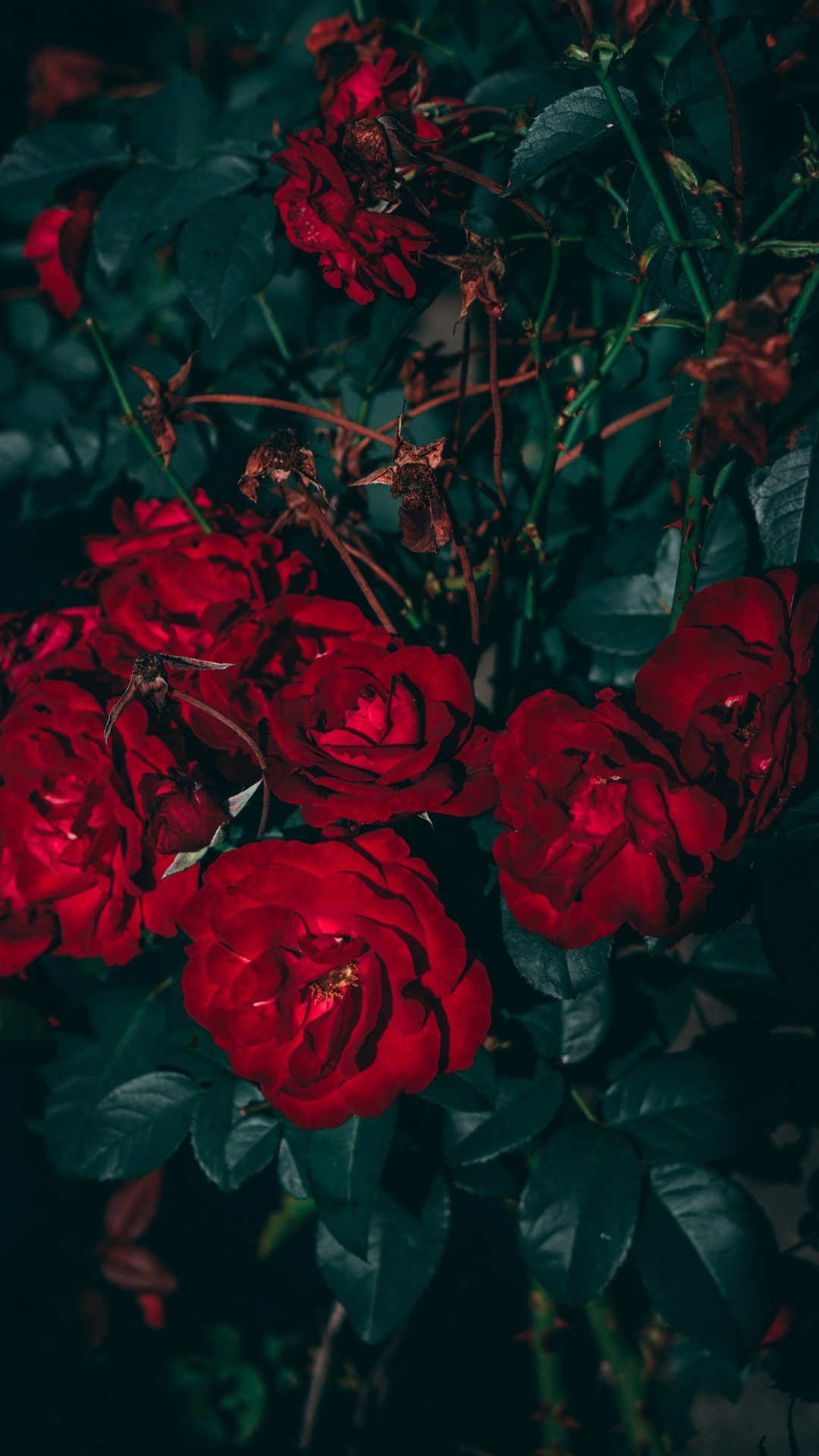 Обои Роза, цветок, эстетика, сад роз, красный цвет в разрешении 1080x1920