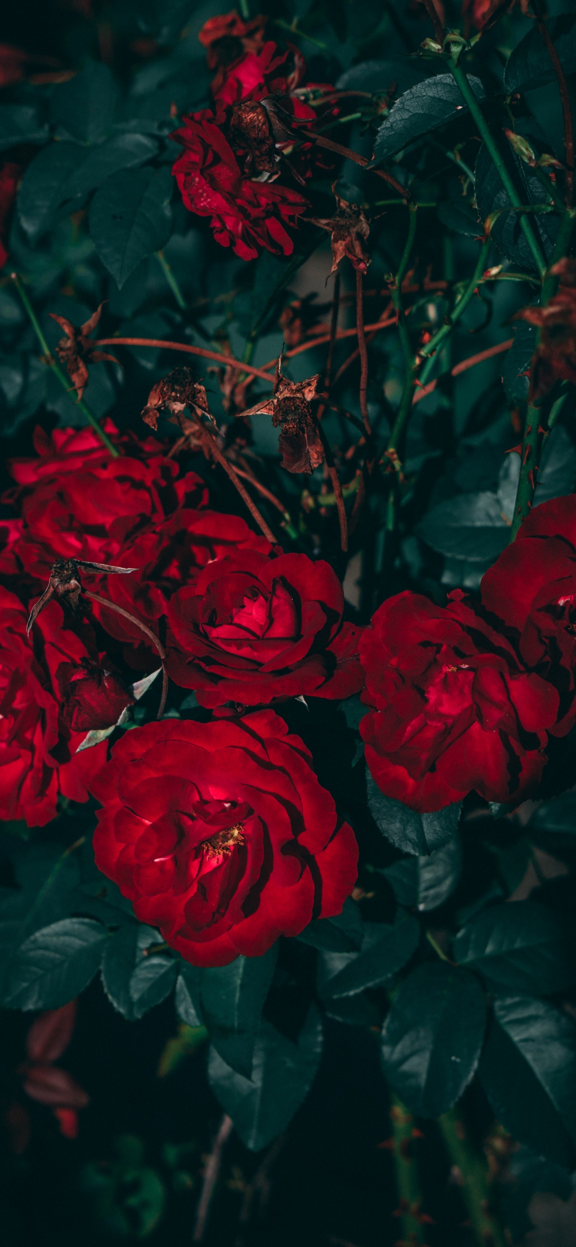 Обои Роза, цветок, эстетика, сад роз, красный цвет в разрешении 1125x2436