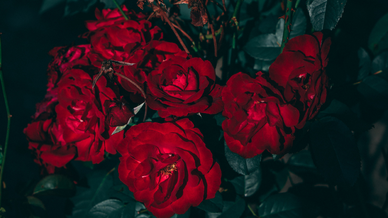 Обои Роза, цветок, эстетика, сад роз, красный цвет в разрешении 1280x720