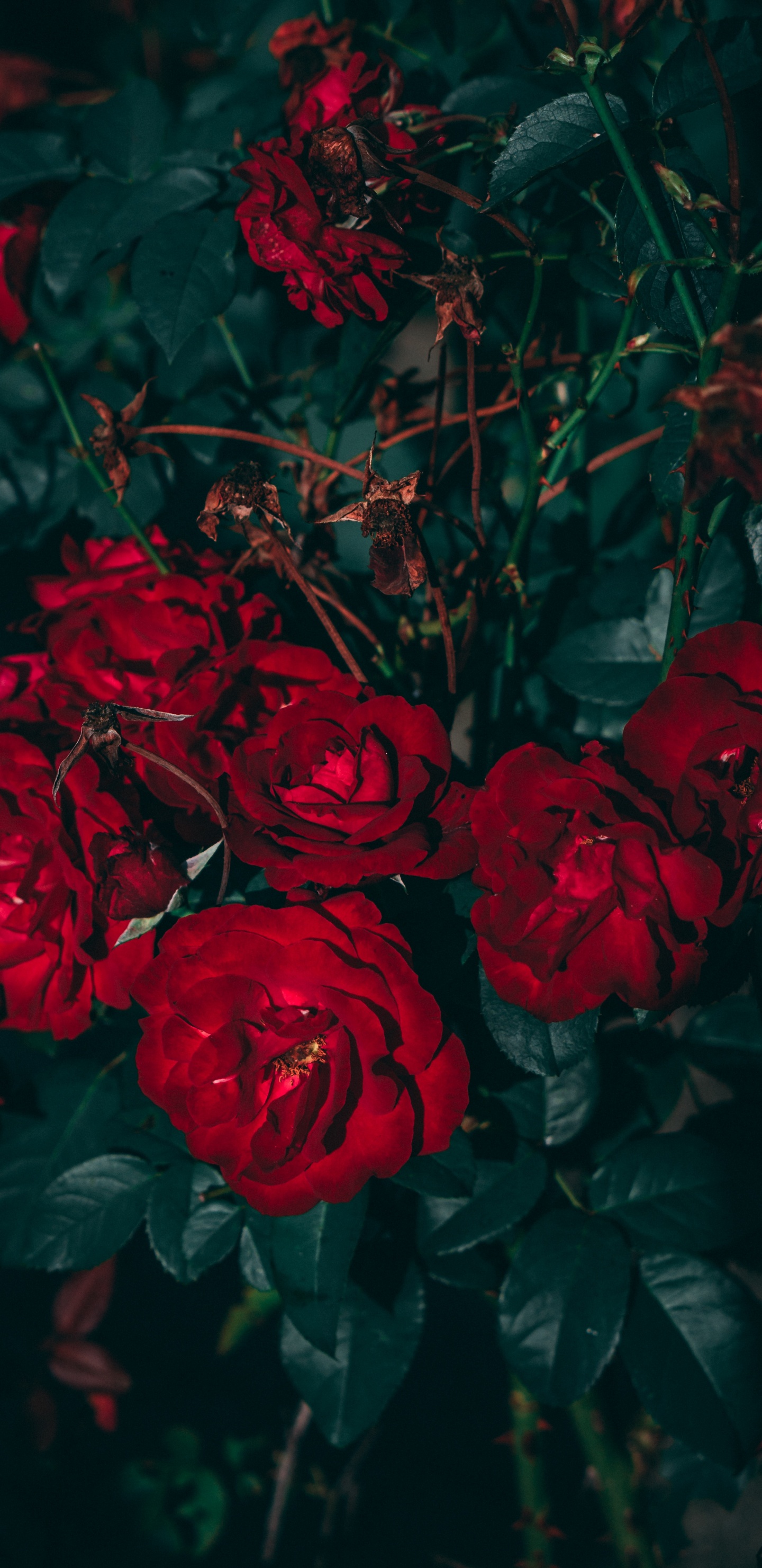 Обои Роза, цветок, эстетика, сад роз, красный цвет в разрешении 1440x2960