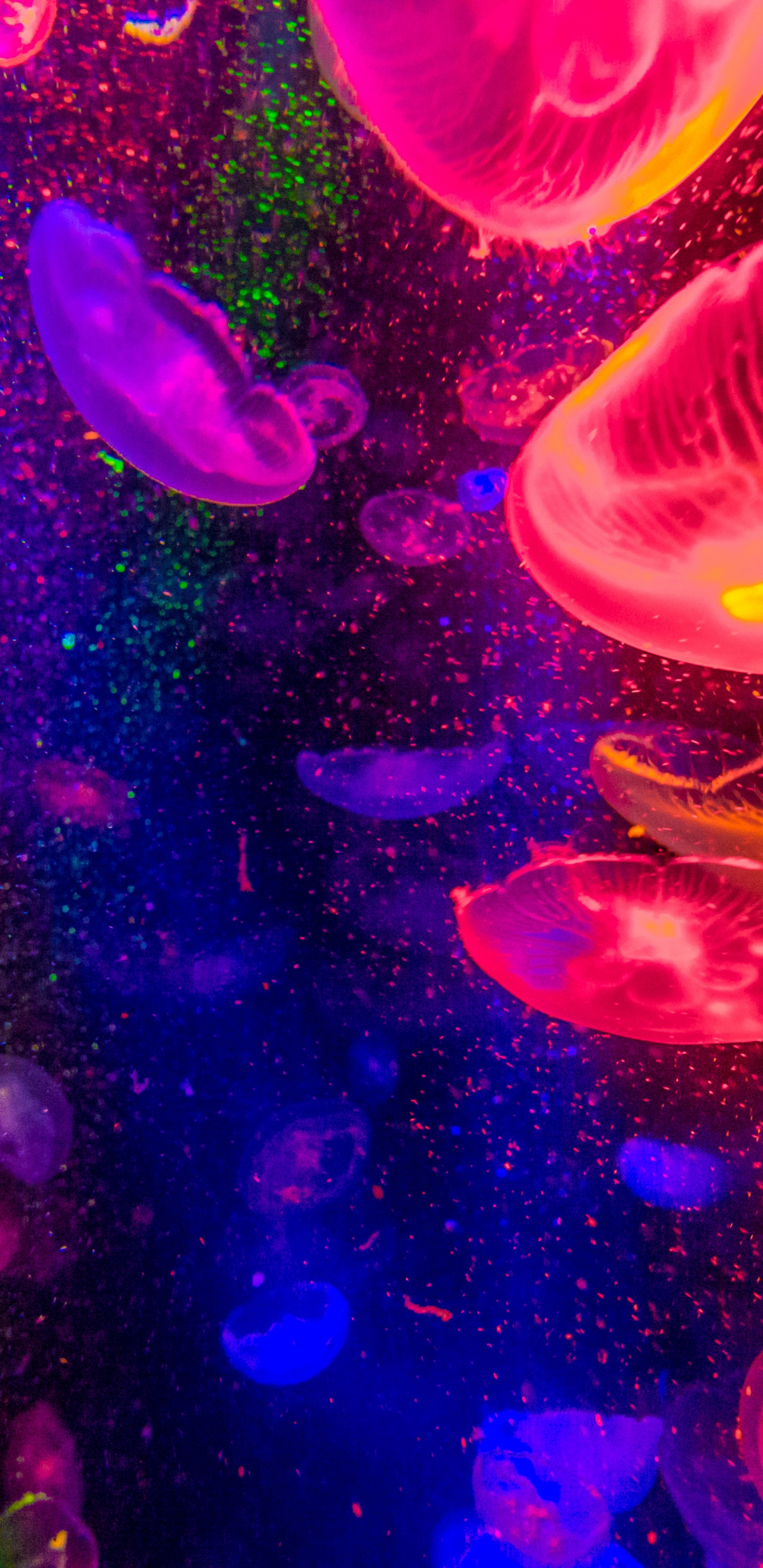 Обои вода, свет, пурпур, Фиолетовый, розовый в разрешении 1440x2960