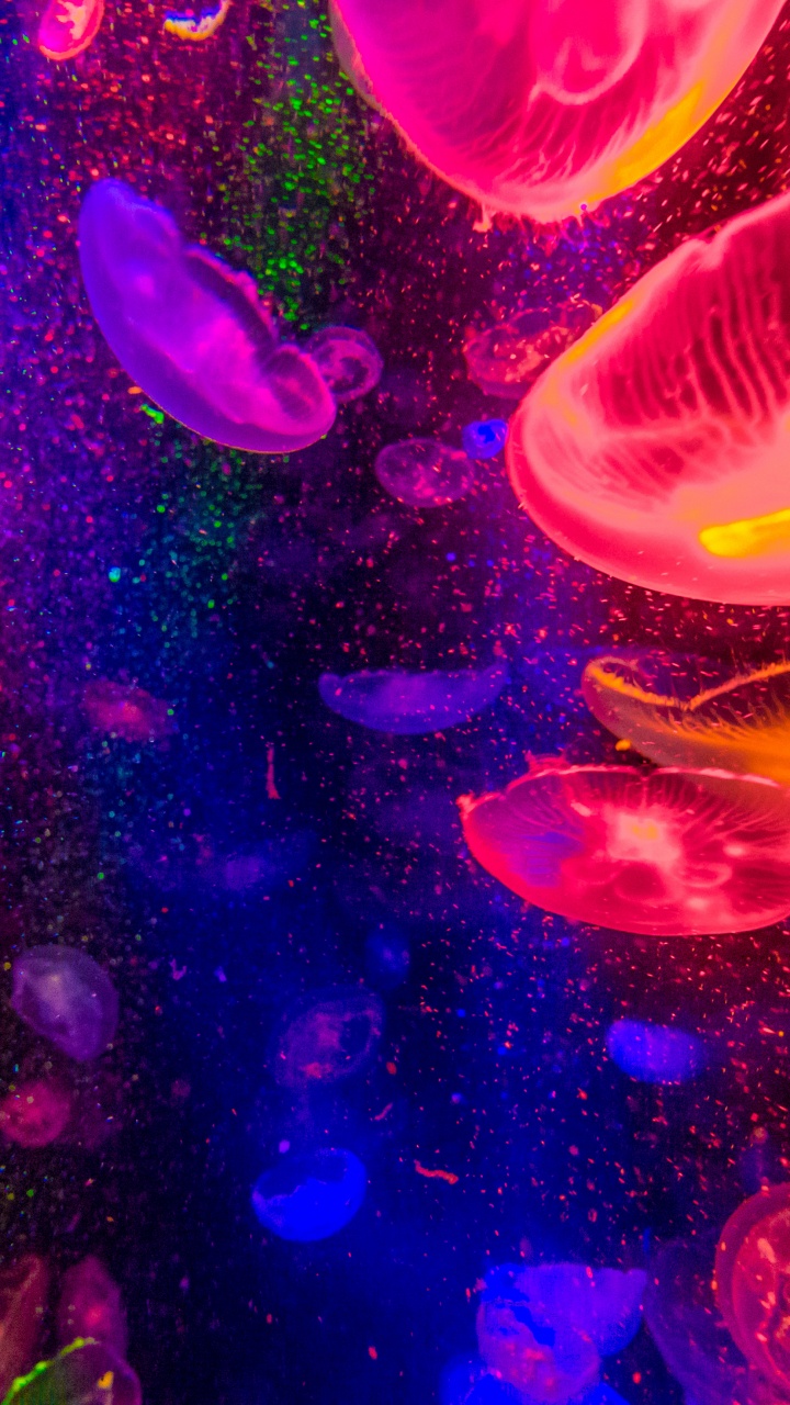 Обои вода, свет, пурпур, Фиолетовый, розовый в разрешении 720x1280