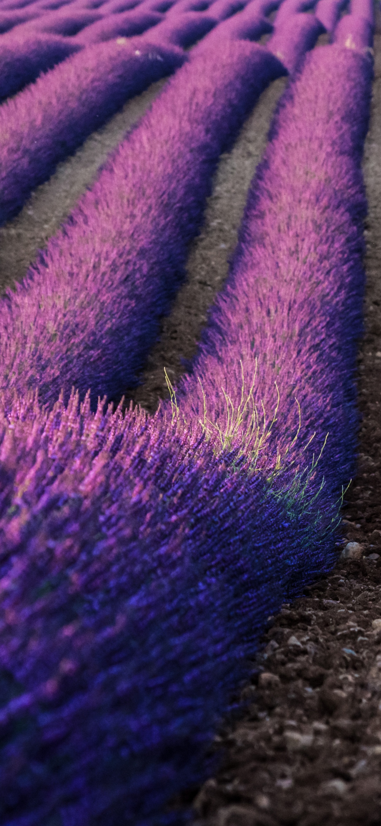 Обои лаванда, английский лаванды, Фиолетовый, пурпур, цветок в разрешении 1242x2688