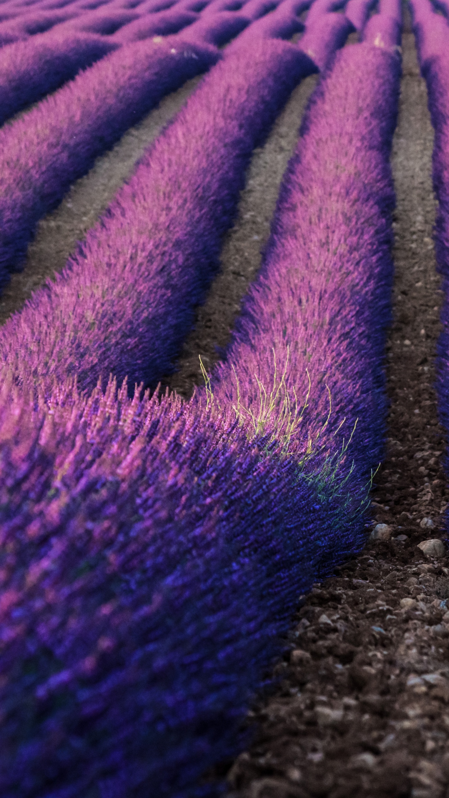 Обои лаванда, английский лаванды, Фиолетовый, пурпур, цветок в разрешении 1440x2560