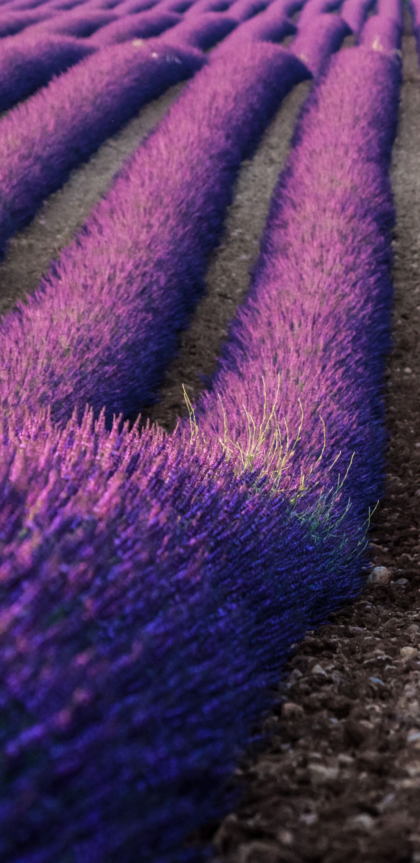 Обои лаванда, английский лаванды, Фиолетовый, пурпур, цветок в разрешении 1440x2960