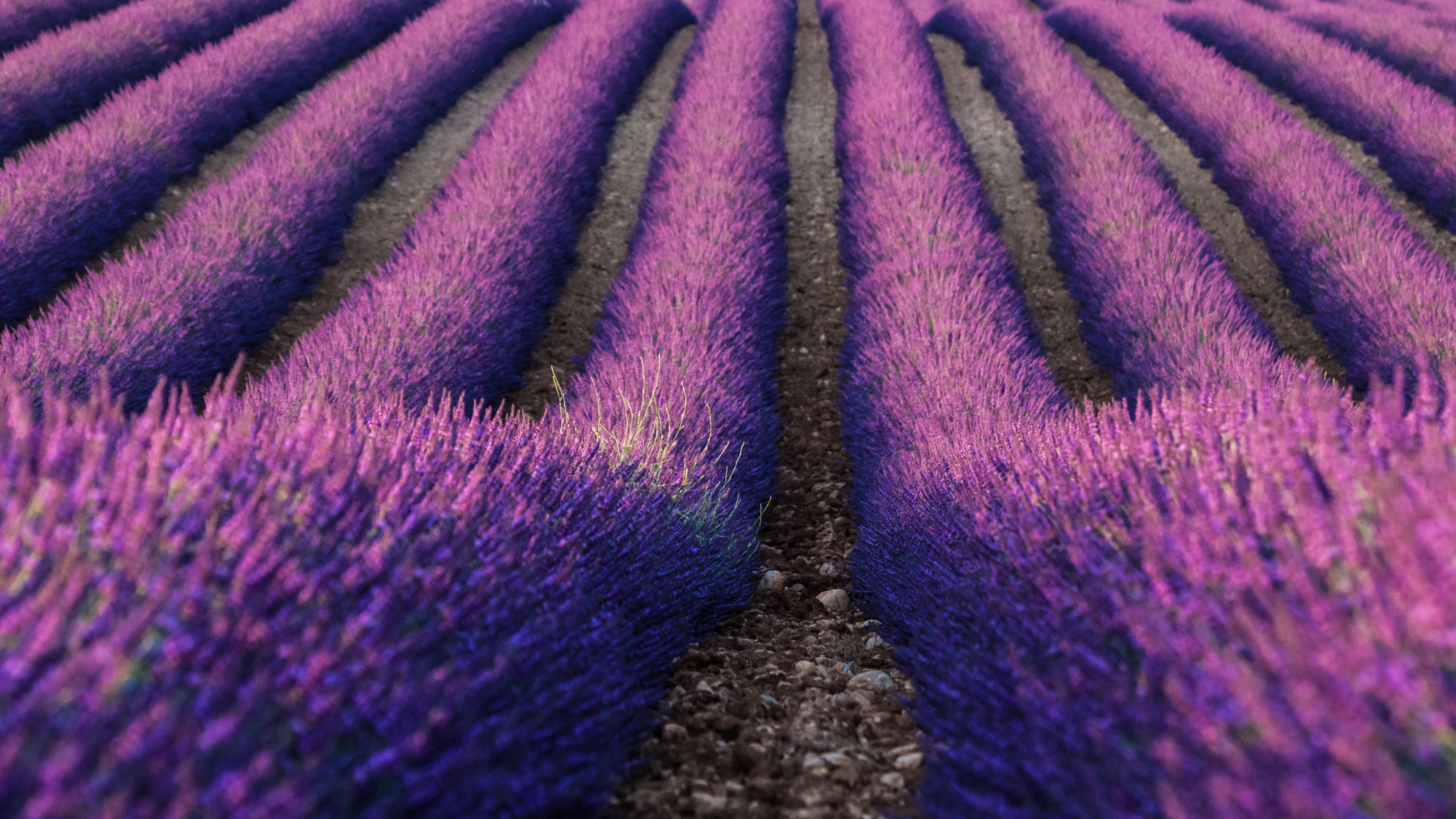 Обои лаванда, английский лаванды, Фиолетовый, пурпур, цветок в разрешении 3840x2160