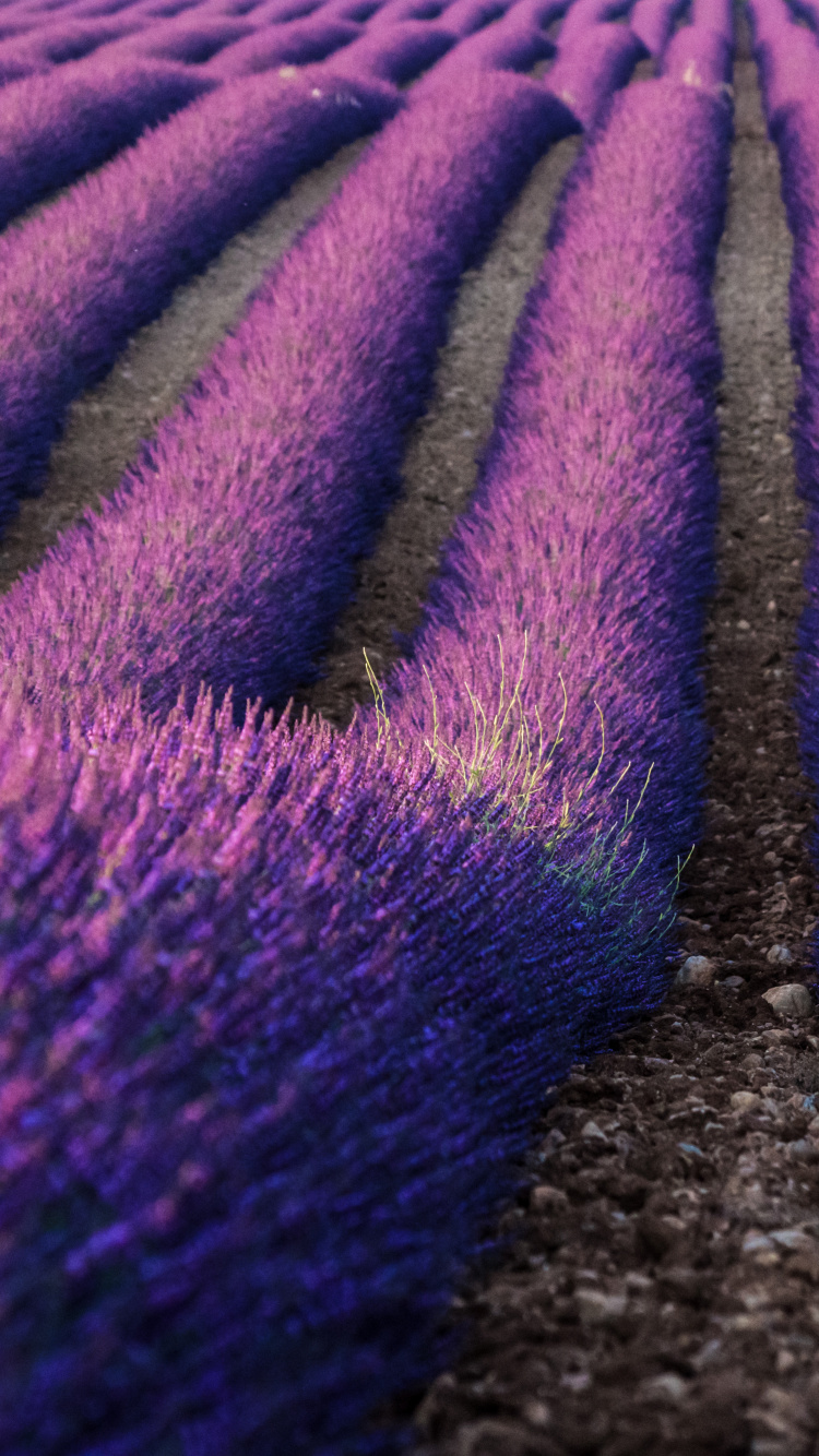 Обои лаванда, английский лаванды, Фиолетовый, пурпур, цветок в разрешении 750x1334
