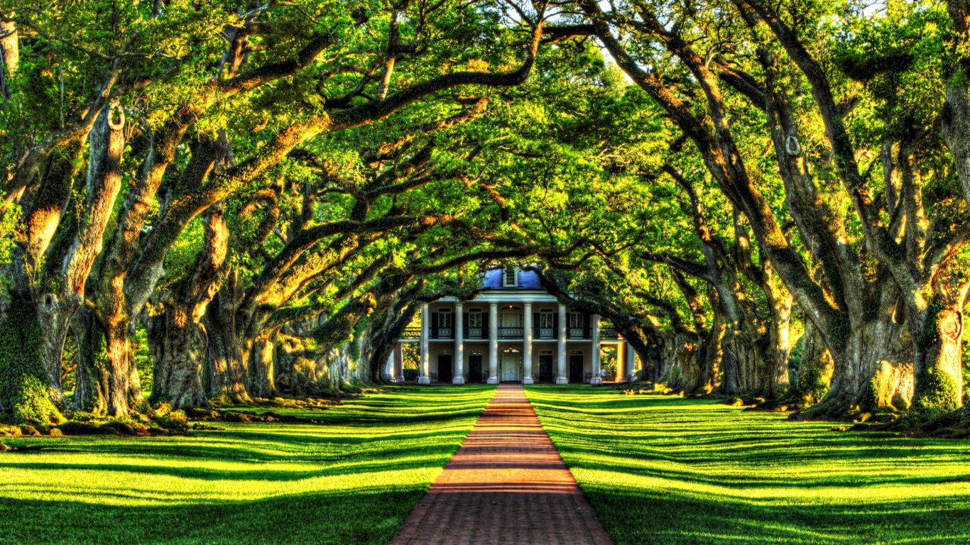 Обои природа, дерево, древесные растения, растение, лист в разрешении 1366x768