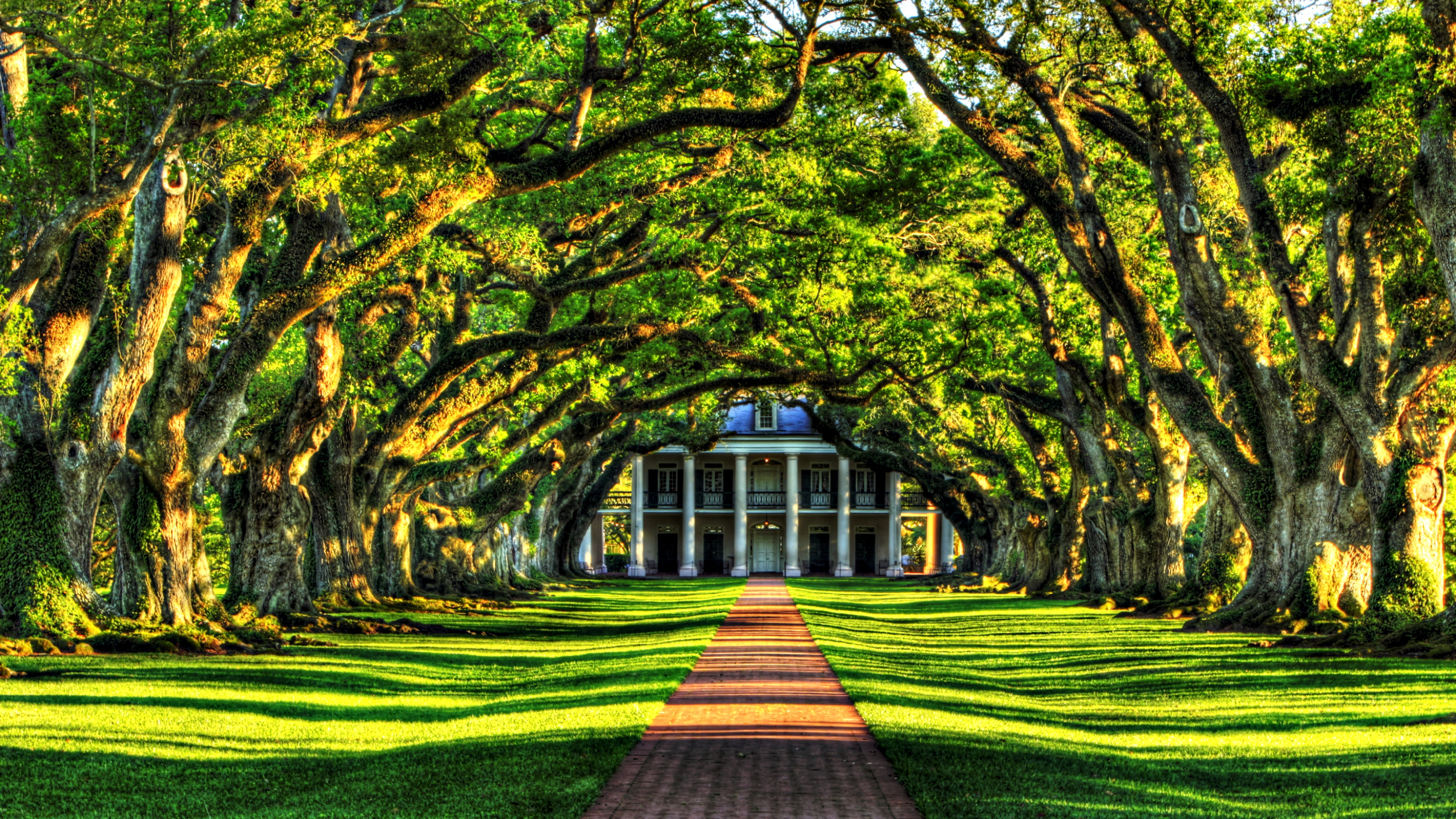 Обои природа, дерево, древесные растения, растение, лист в разрешении 2560x1440