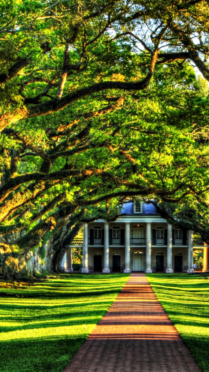 Обои природа, дерево, древесные растения, растение, лист в разрешении 720x1280