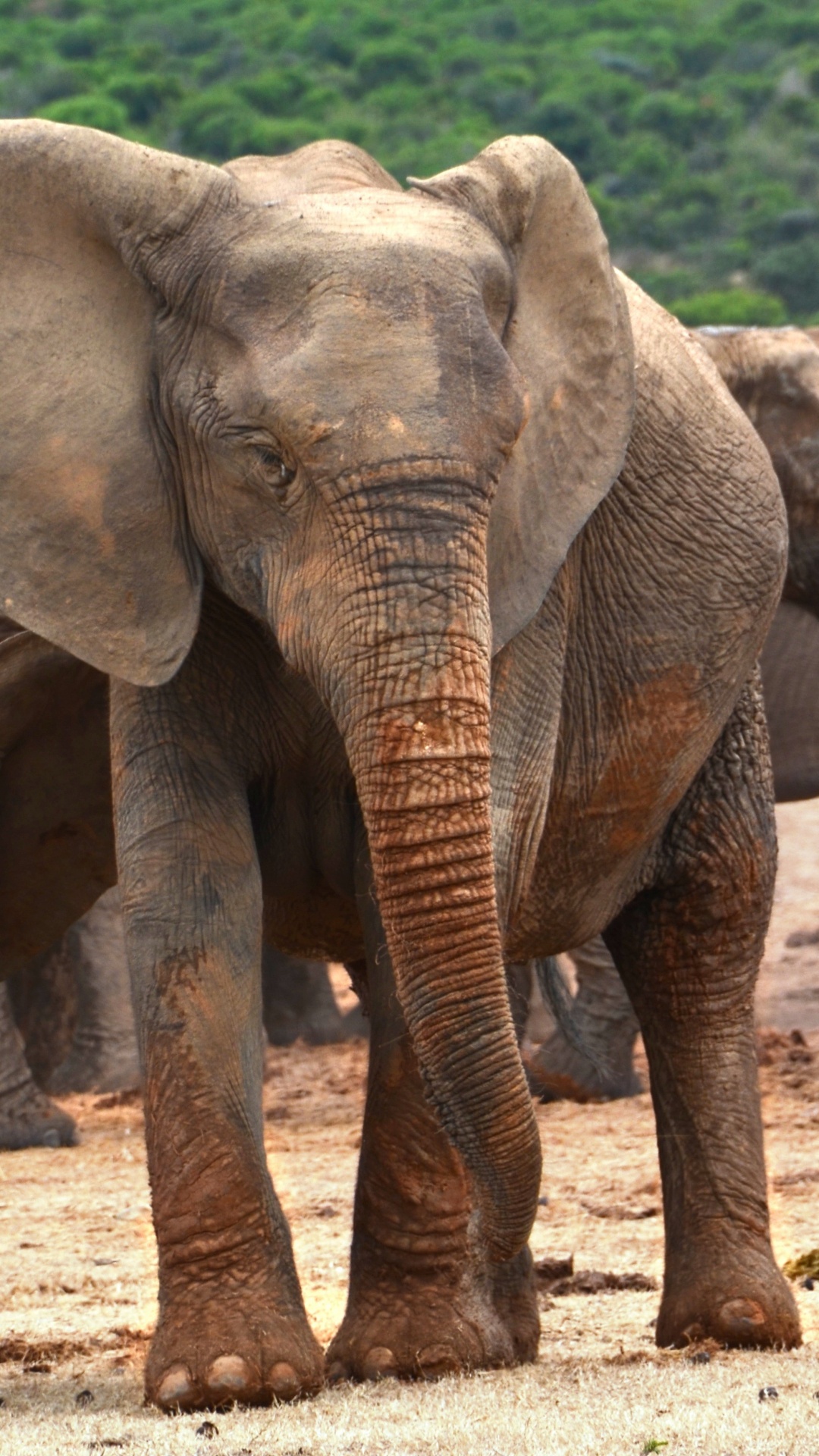 Обои африканский слон Буша, Слон, слоны и мамонты, наземные животные, живая природа в разрешении 1080x1920