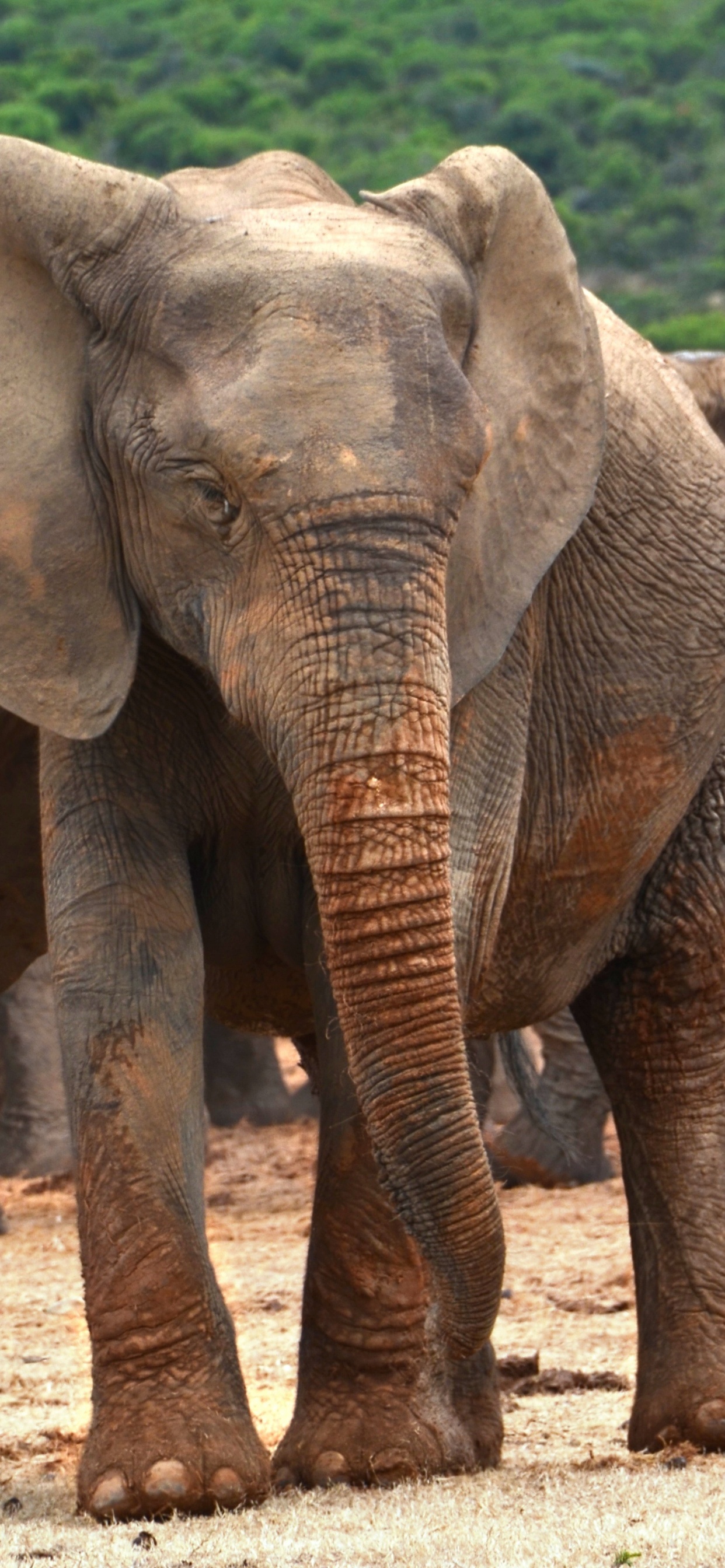 Обои африканский слон Буша, Слон, слоны и мамонты, наземные животные, живая природа в разрешении 1242x2688