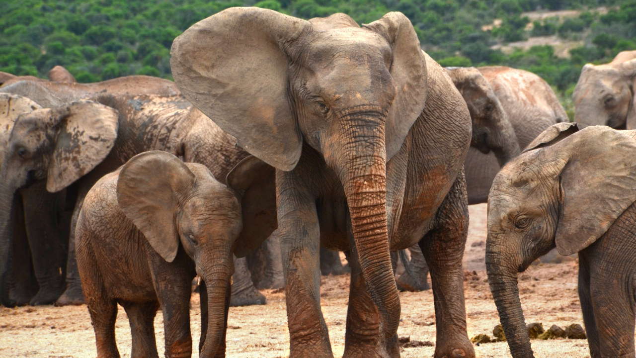 Обои африканский слон Буша, Слон, слоны и мамонты, наземные животные, живая природа в разрешении 1280x720