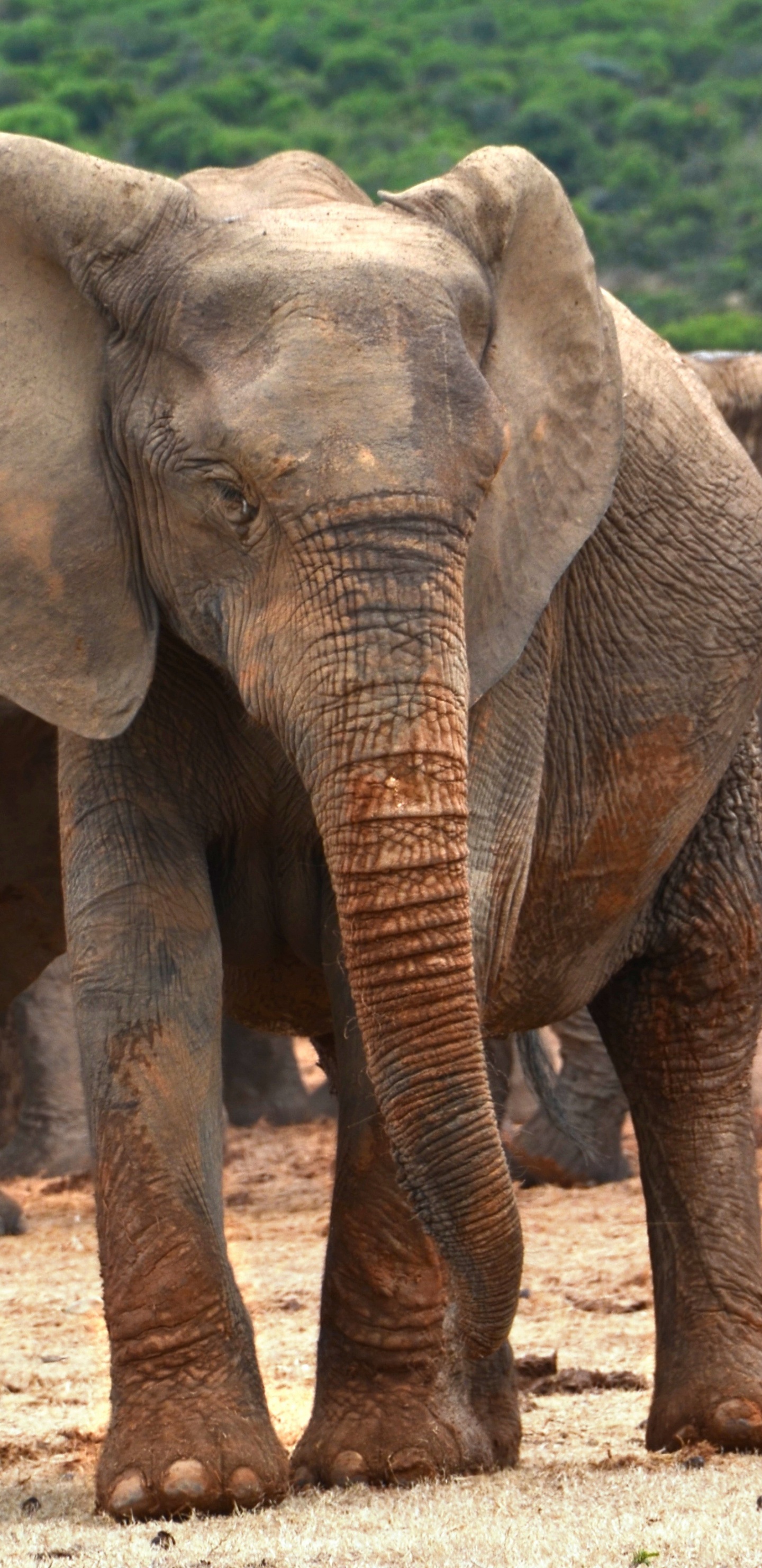 Обои африканский слон Буша, Слон, слоны и мамонты, наземные животные, живая природа в разрешении 1440x2960