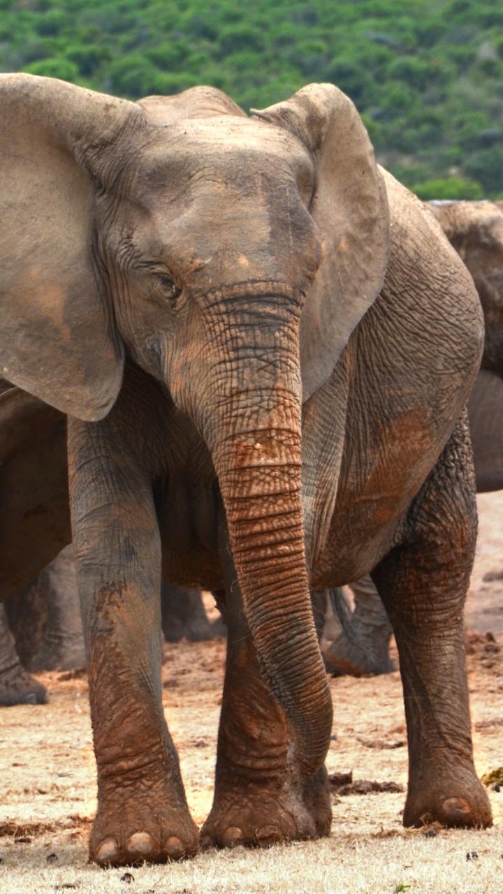 Обои африканский слон Буша, Слон, слоны и мамонты, наземные животные, живая природа в разрешении 720x1280
