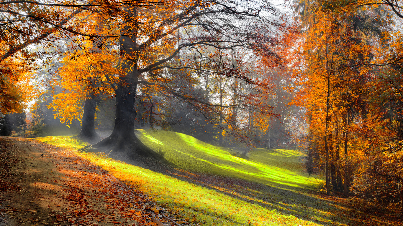 Обои пейзаж, природа, листопадные, лист, дерево в разрешении 1366x768