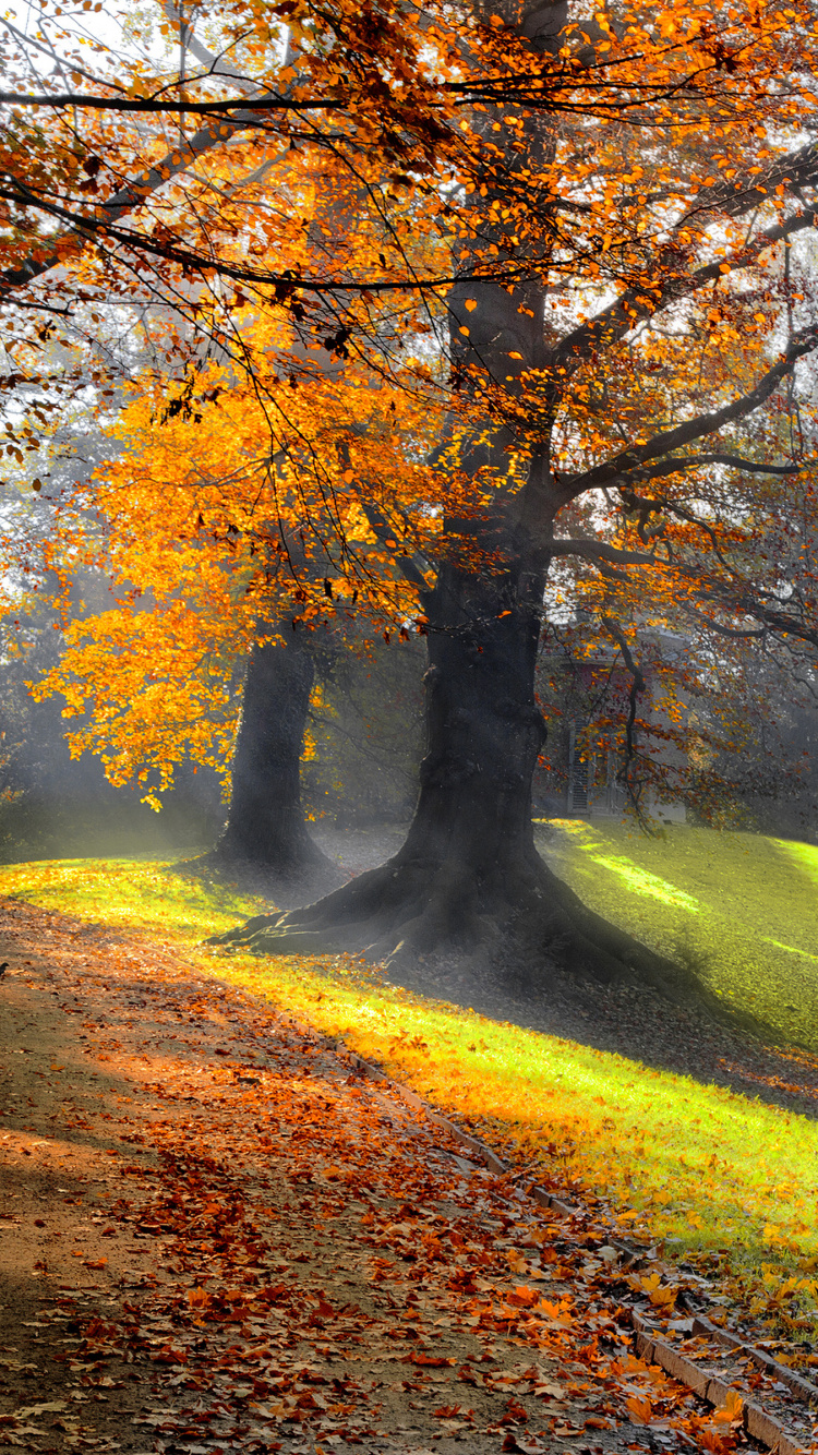Обои пейзаж, природа, листопадные, лист, дерево в разрешении 750x1334