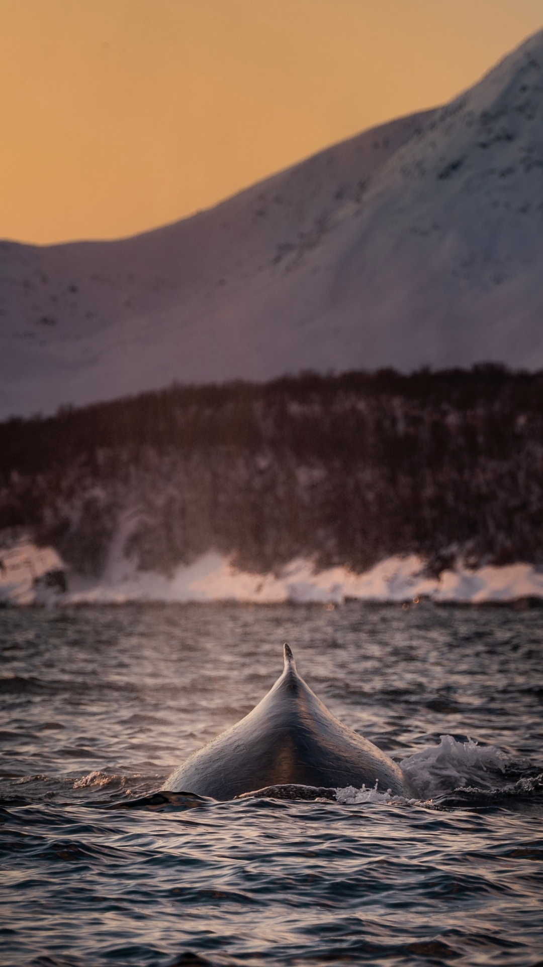 Обои касатка, Кит, звук, китообразных, живая природа в разрешении 1080x1920