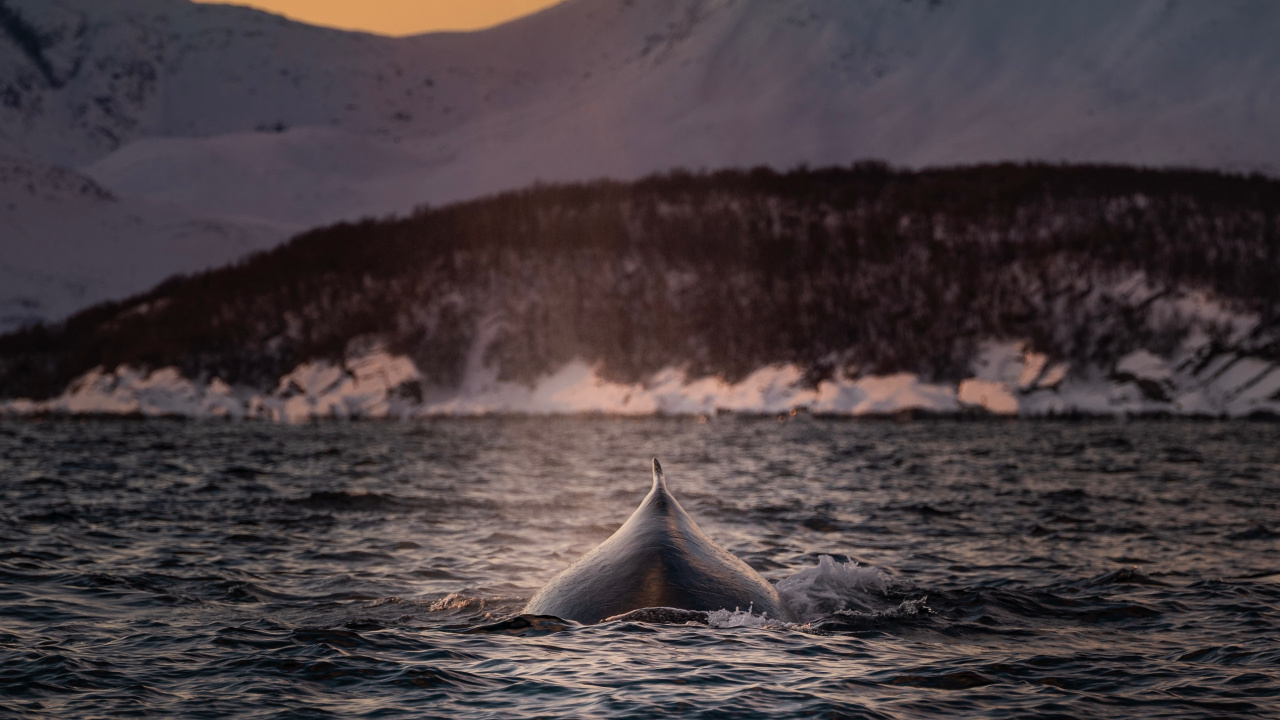 Обои касатка, Кит, звук, китообразных, живая природа в разрешении 1280x720
