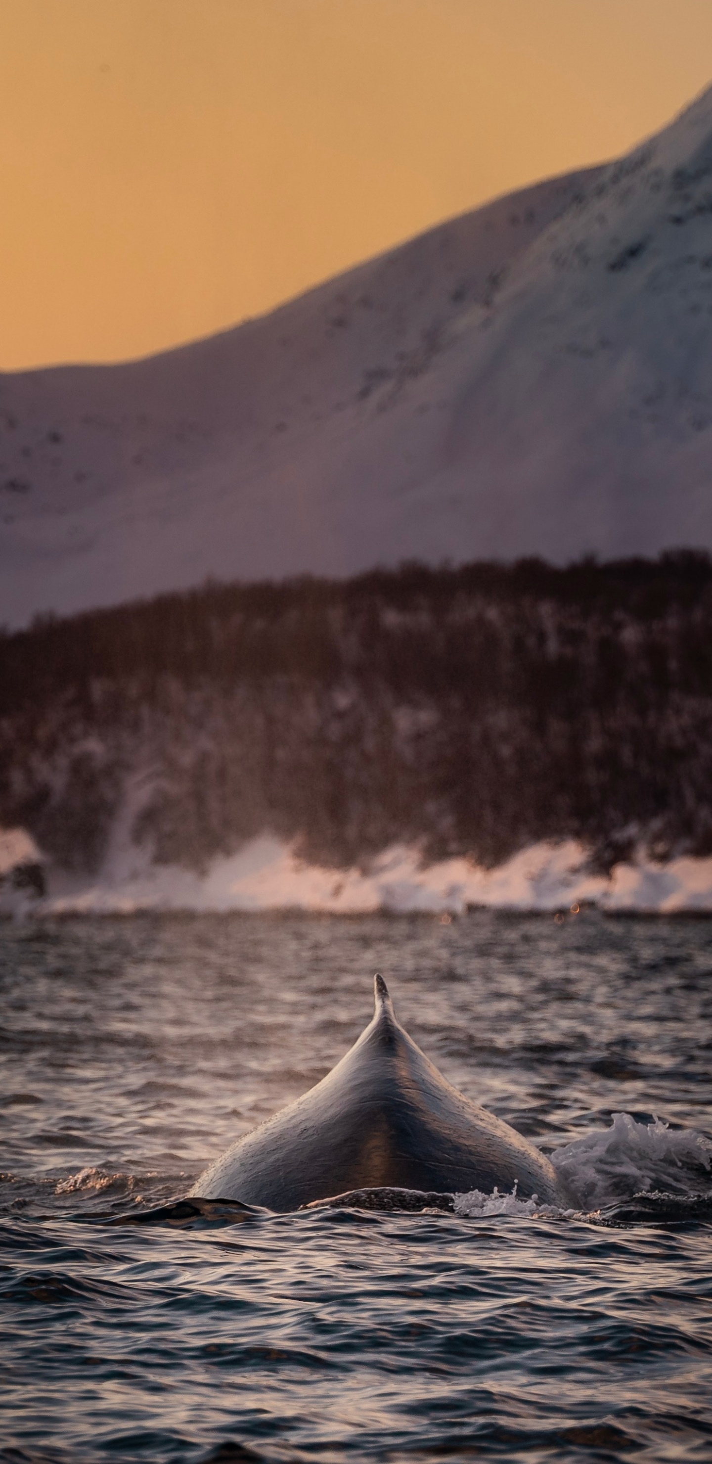 Обои касатка, Кит, звук, китообразных, живая природа в разрешении 1440x2960