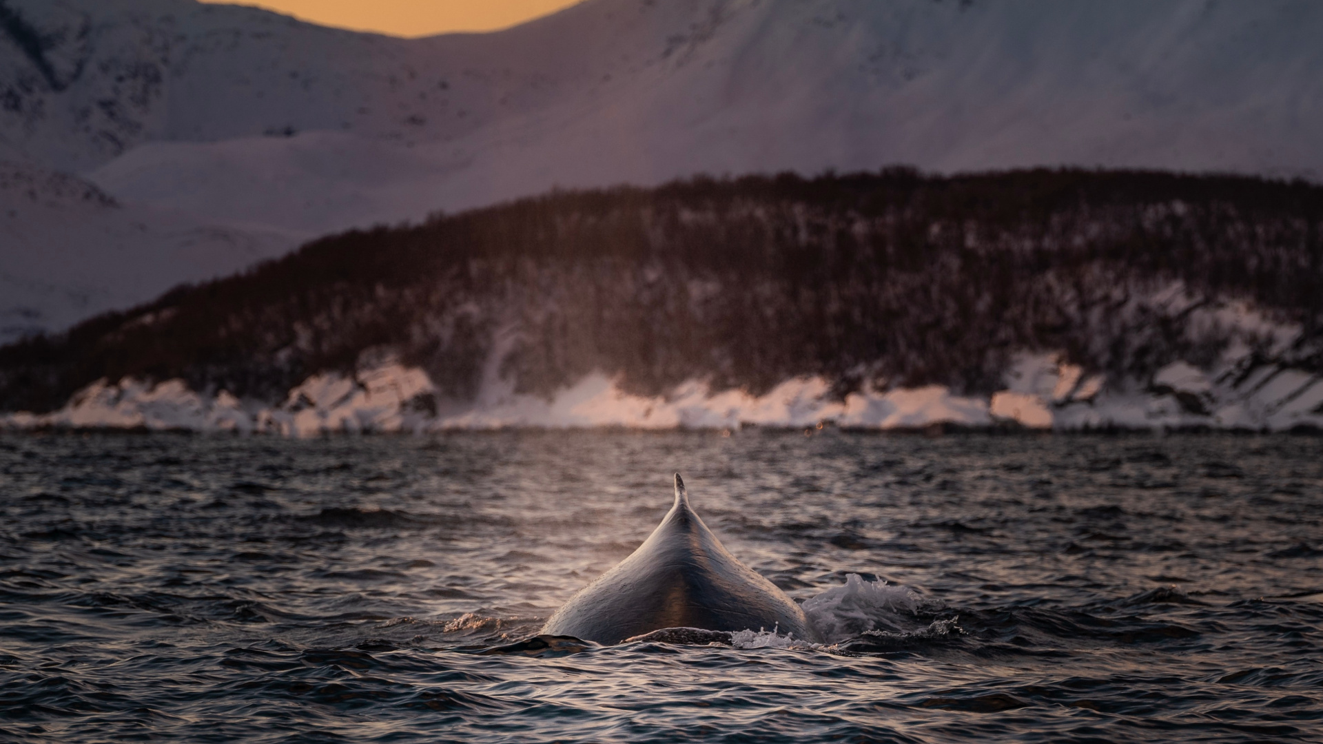 Обои касатка, Кит, звук, китообразных, живая природа в разрешении 1920x1080