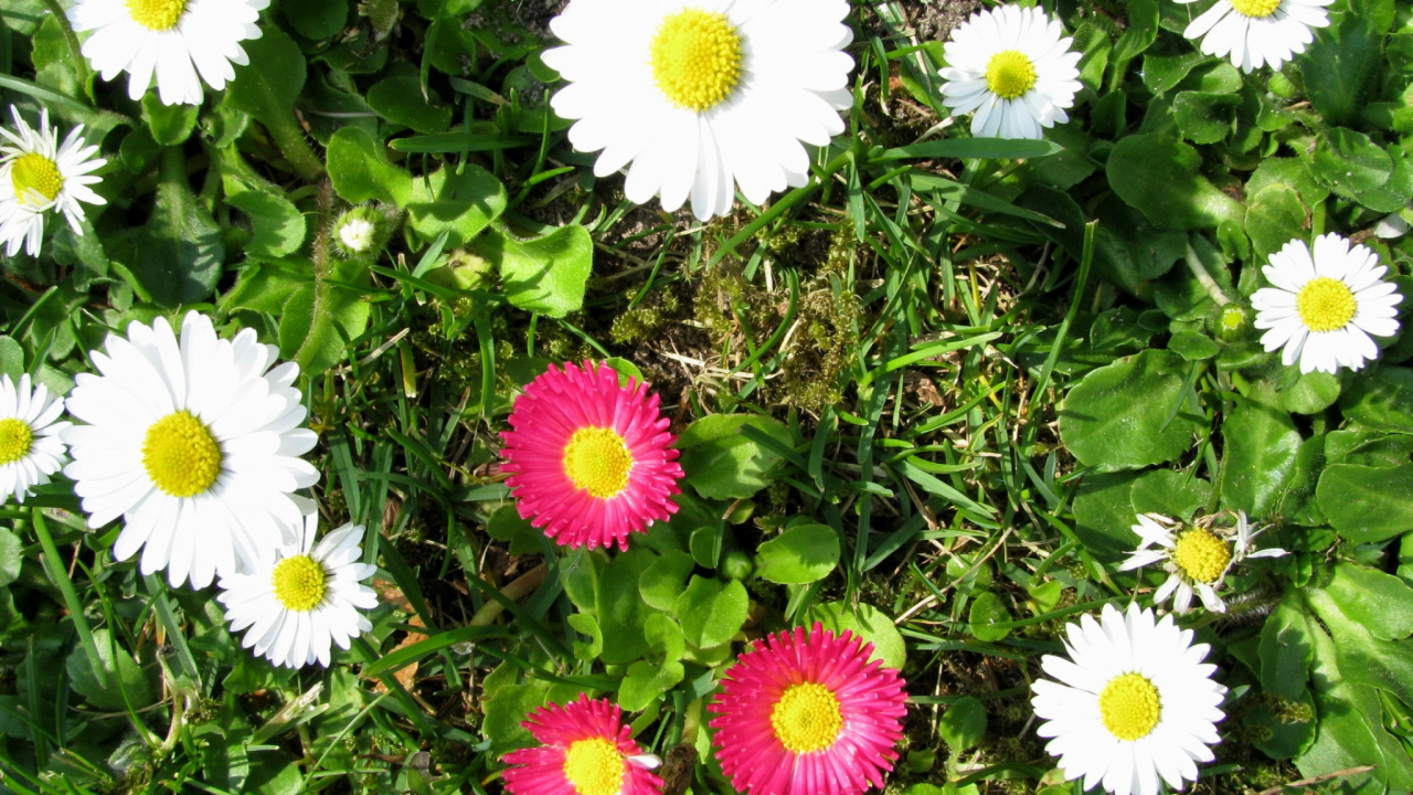 Обои общие Дейзи, цветковое растение, Астра, астры, однолетнее растение в разрешении 1280x720