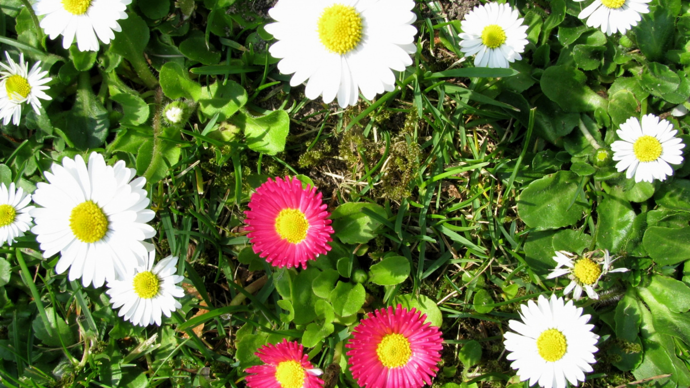 Обои общие Дейзи, цветковое растение, Астра, астры, однолетнее растение в разрешении 1366x768