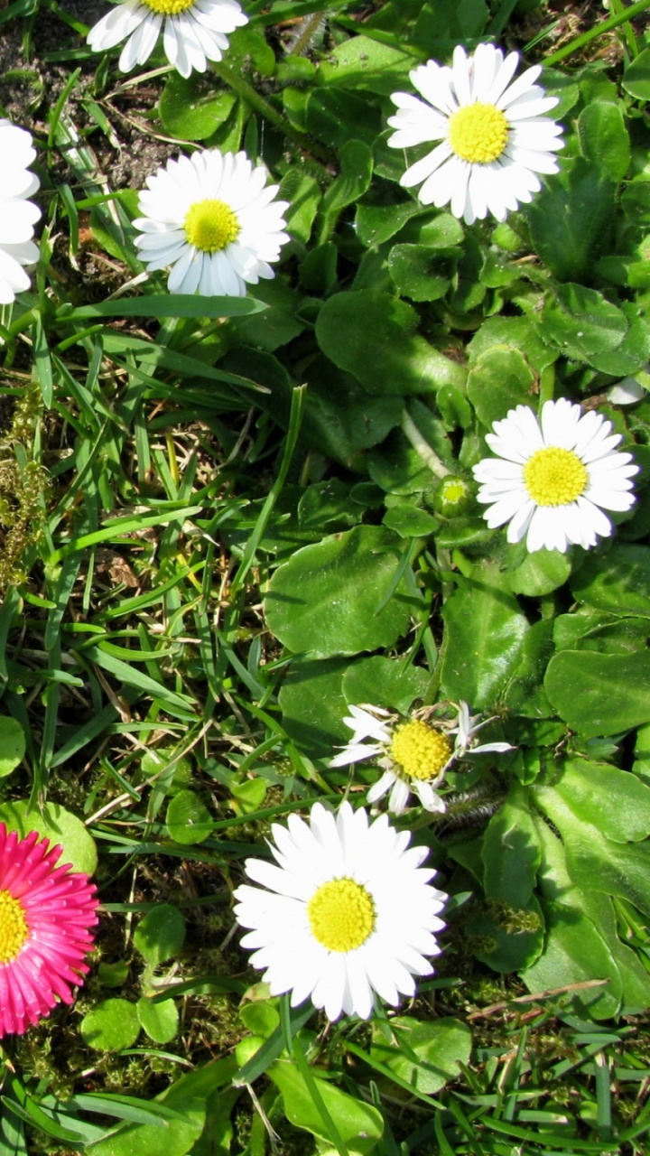 Обои общие Дейзи, цветковое растение, Астра, астры, однолетнее растение в разрешении 720x1280