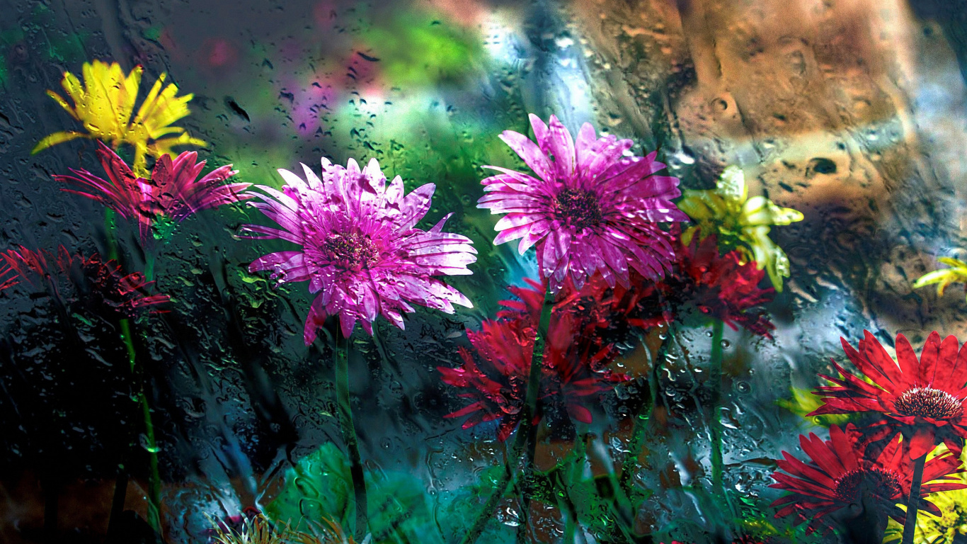 Обои цветок, природа, растение, растительность, цветковое растение в разрешении 1366x768