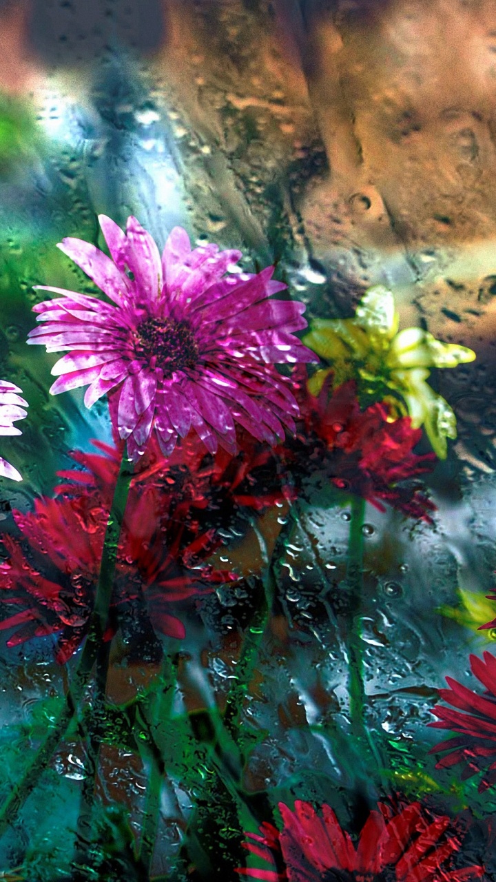 Обои цветок, природа, растение, растительность, цветковое растение в разрешении 720x1280