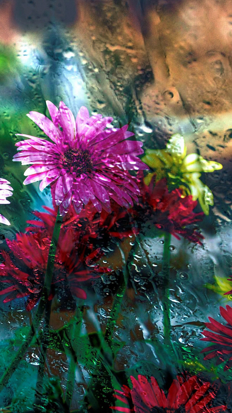 Обои цветок, природа, растение, растительность, цветковое растение в разрешении 750x1334