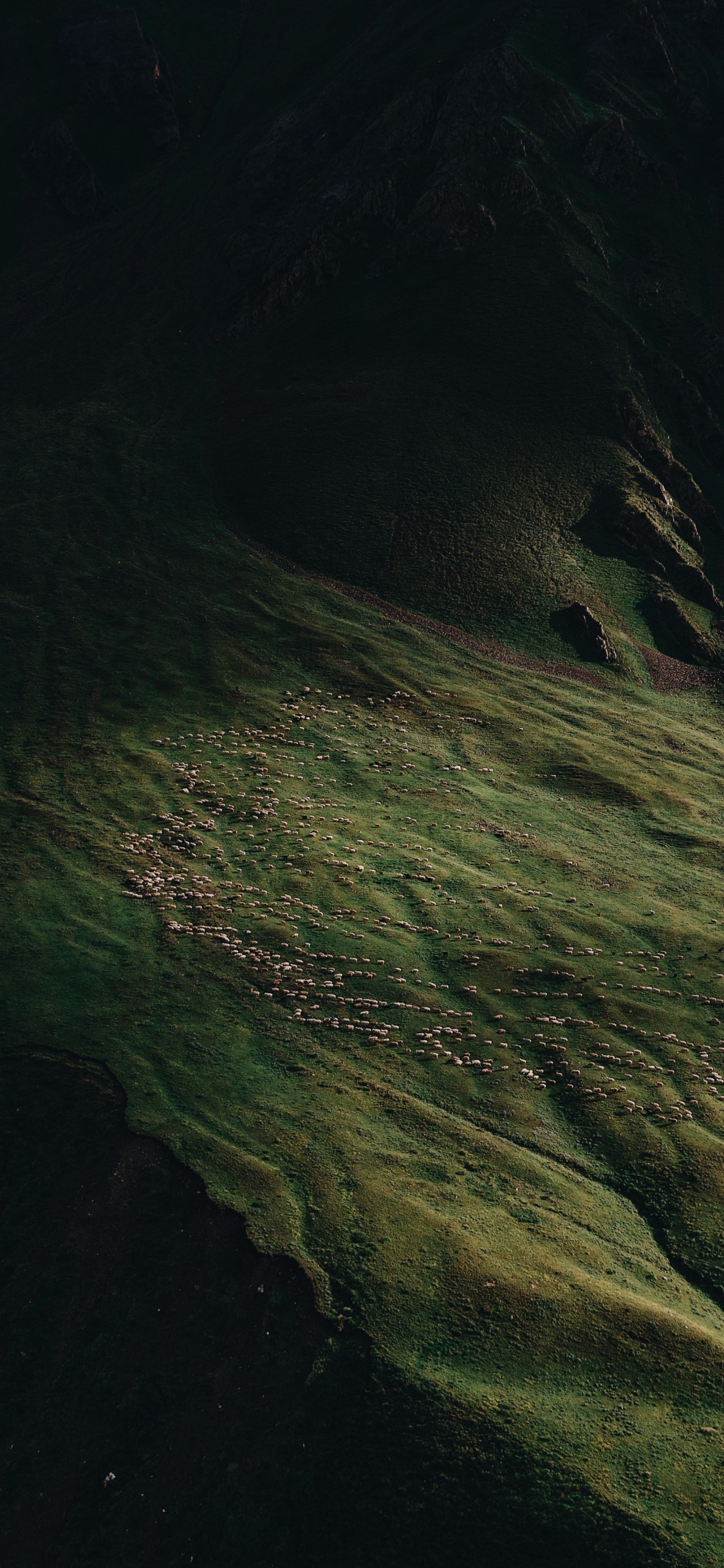 Обои природа, земля, вода, древесина, полутона и оттенки в разрешении 1125x2436