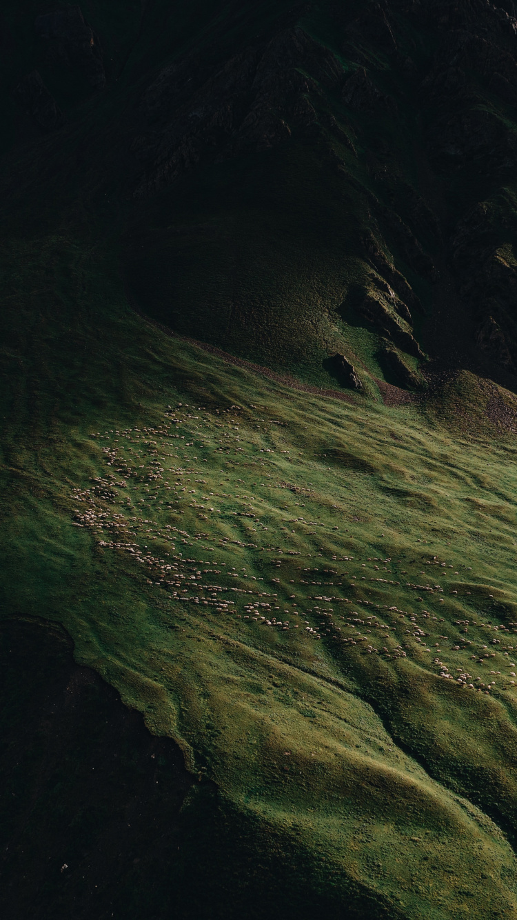 Обои природа, земля, вода, древесина, полутона и оттенки в разрешении 750x1334