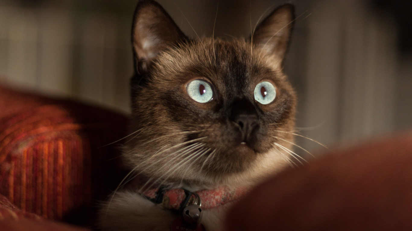 Обои сиамская кошка, бакенбарды, котенок, кот, кошачьих в разрешении 1366x768