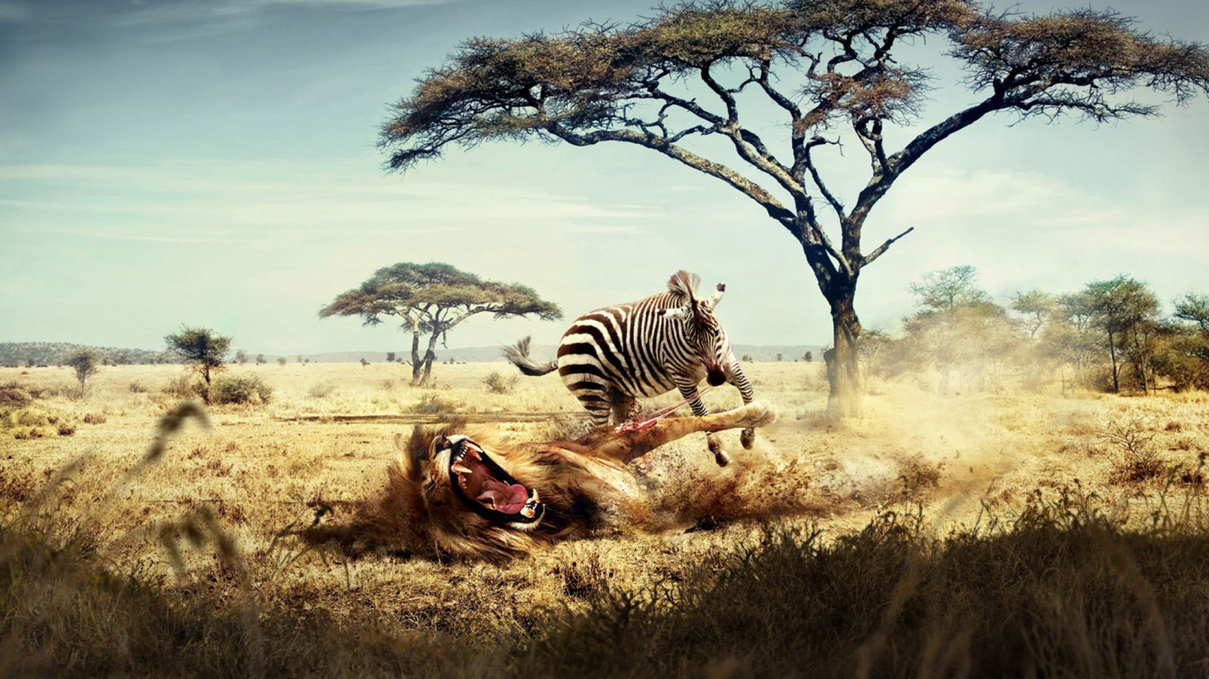 Обои живая природа, Саванна, дерево, зебра, сафари в разрешении 1366x768