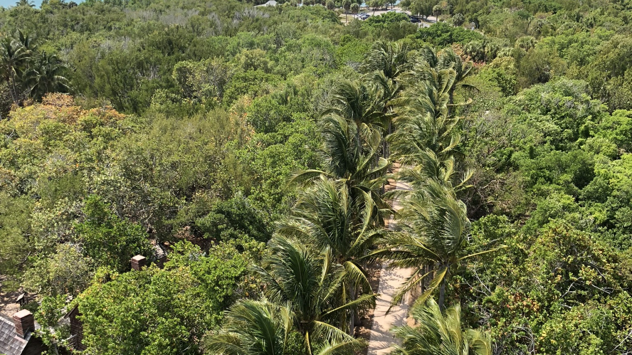 Обои растительность, кустарник, тропические леса, Масло пальмы, пальмовые рощи в разрешении 1280x720
