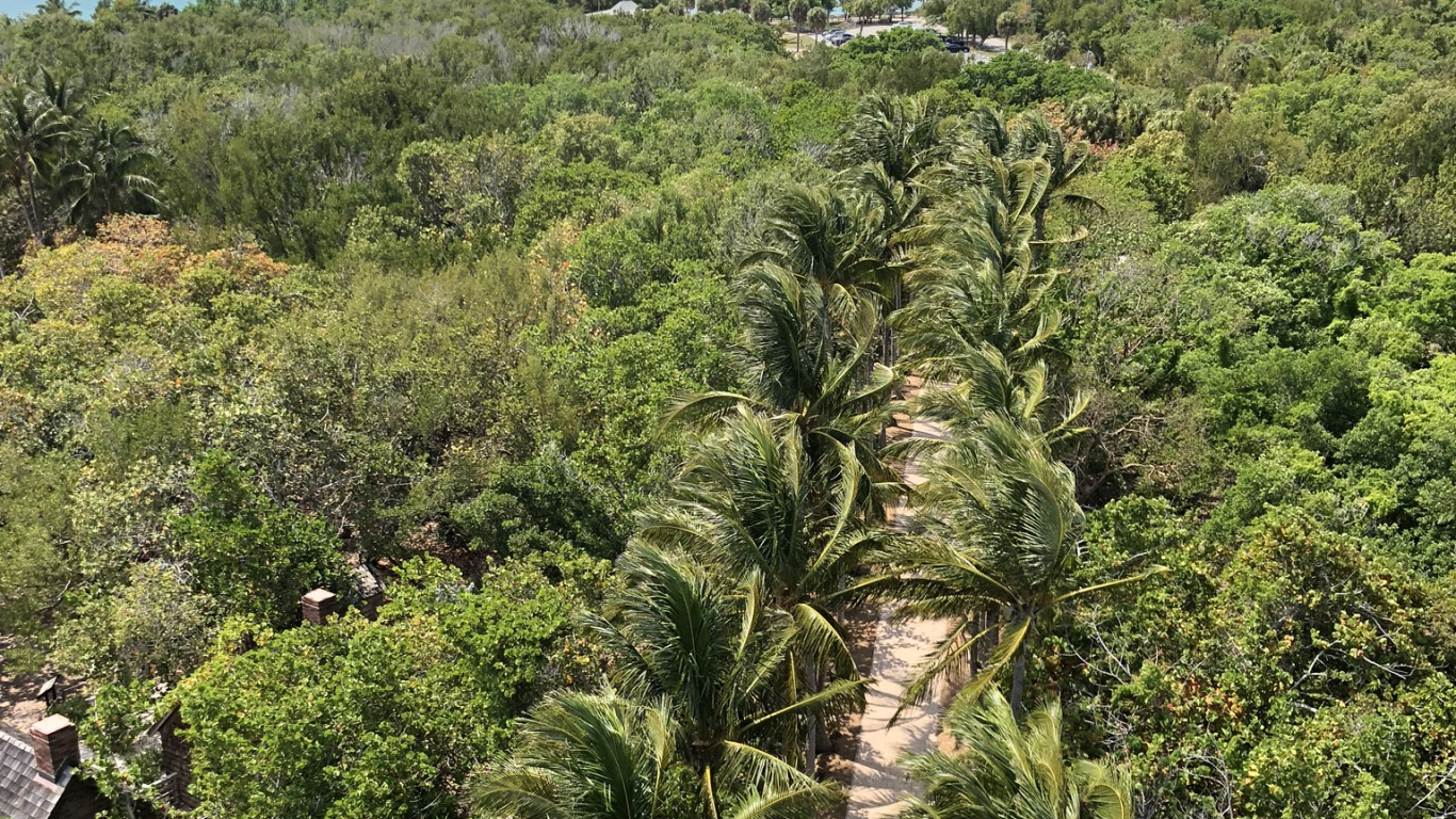 Обои растительность, кустарник, тропические леса, Масло пальмы, пальмовые рощи в разрешении 1366x768