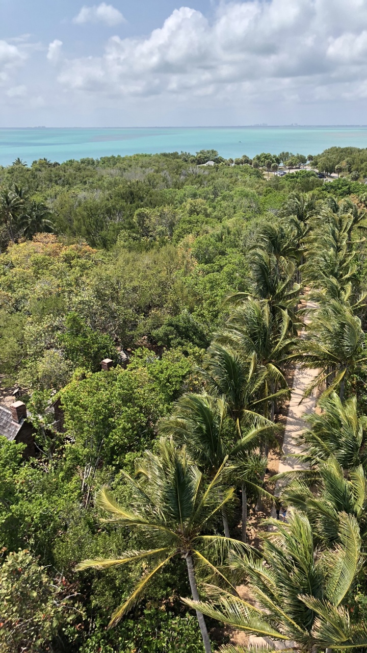Обои растительность, кустарник, тропические леса, Масло пальмы, пальмовые рощи в разрешении 720x1280