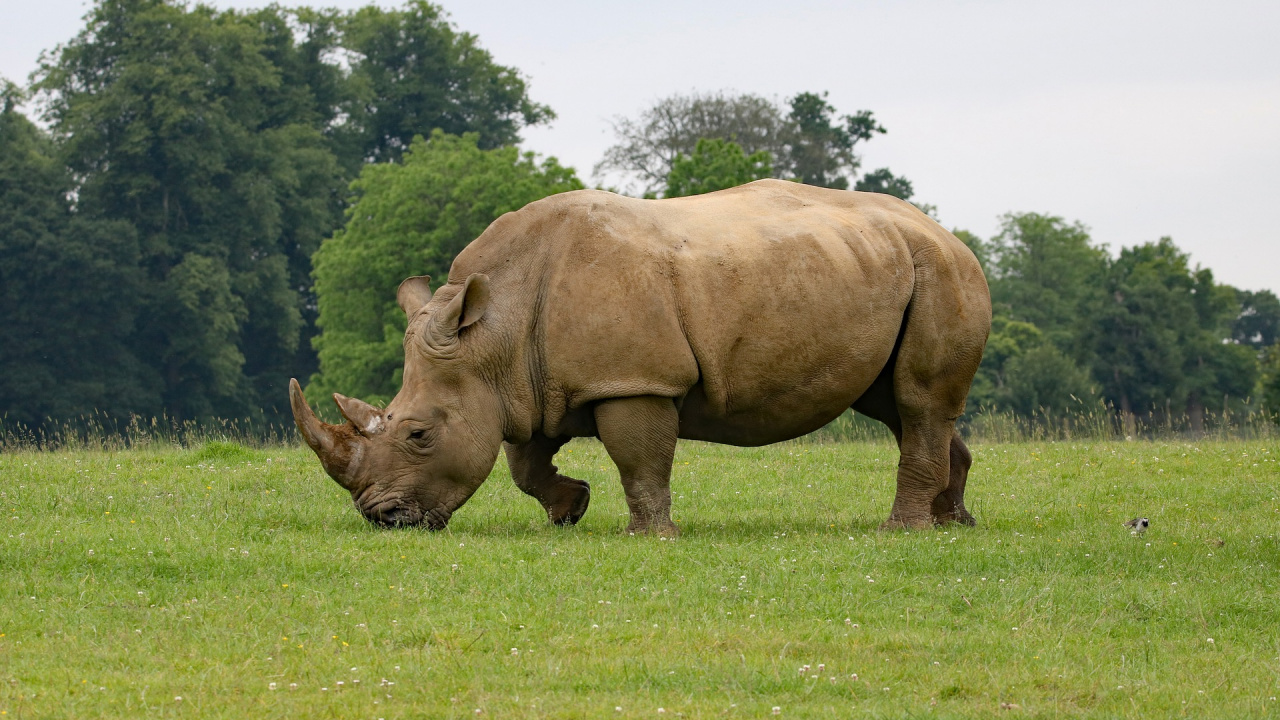 Обои носорог, черный носорог, наземные животные, живая природа, рог в разрешении 1280x720