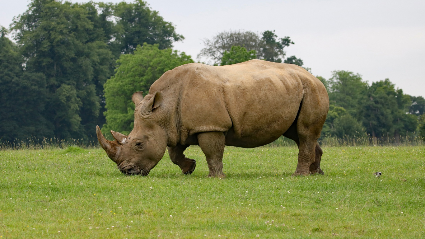 Обои носорог, черный носорог, наземные животные, живая природа, рог в разрешении 1366x768