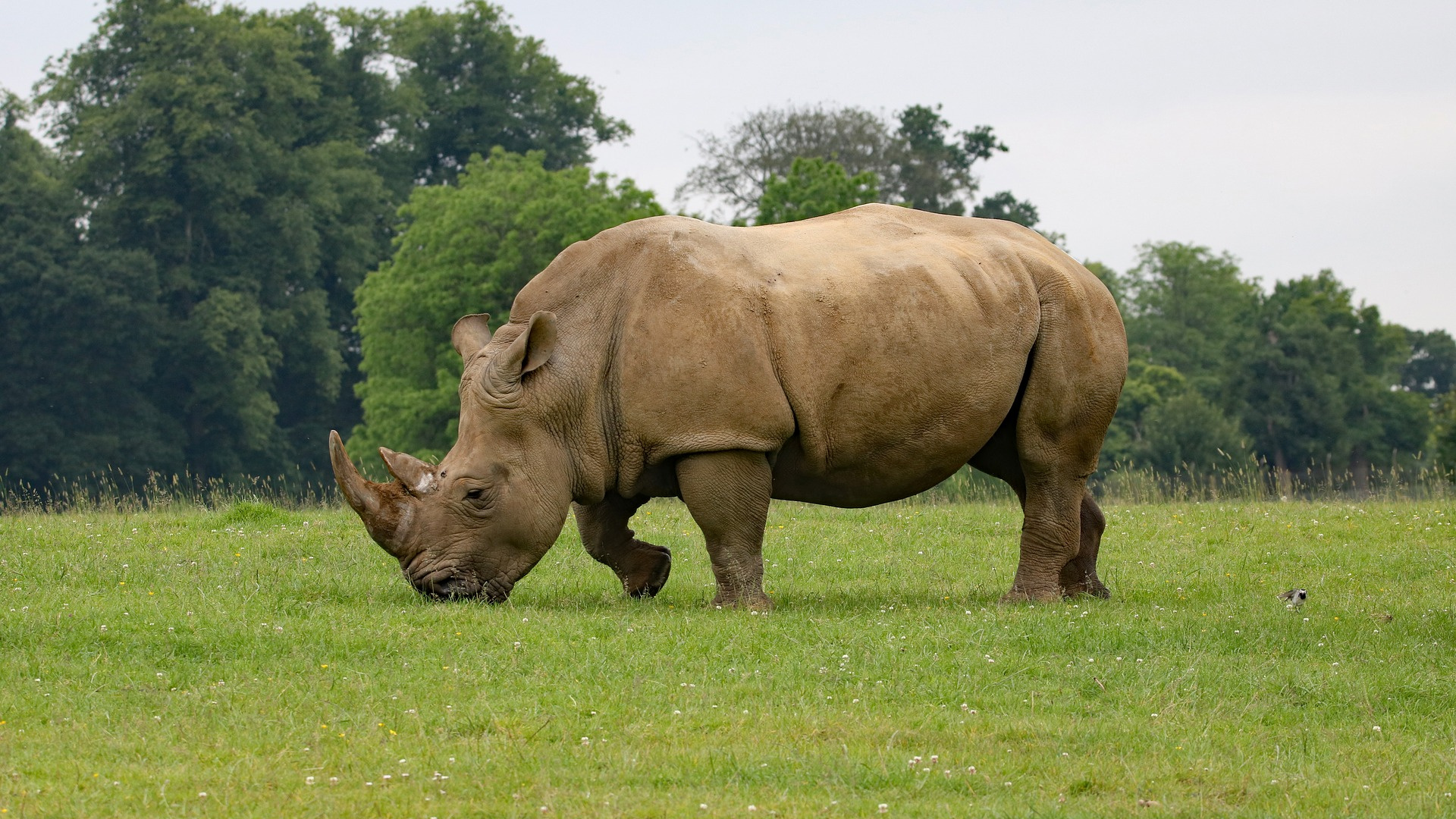 Обои носорог, черный носорог, наземные животные, живая природа, рог в разрешении 1920x1080