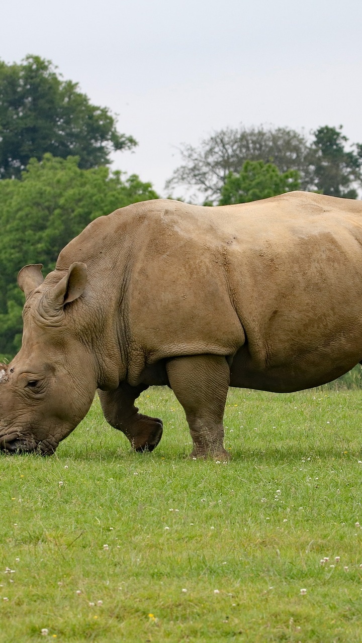 Обои носорог, черный носорог, наземные животные, живая природа, рог в разрешении 720x1280