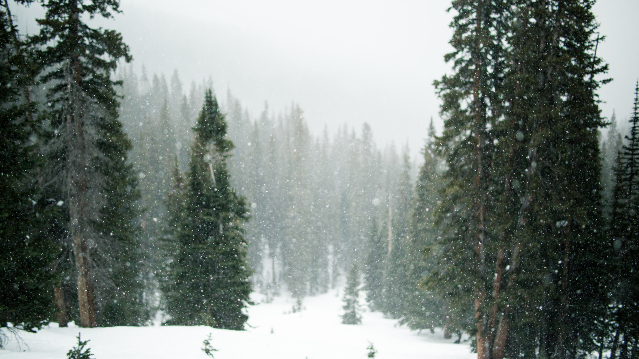 Обои дерево, снег, зима, лес, замораживание в разрешении 1280x720